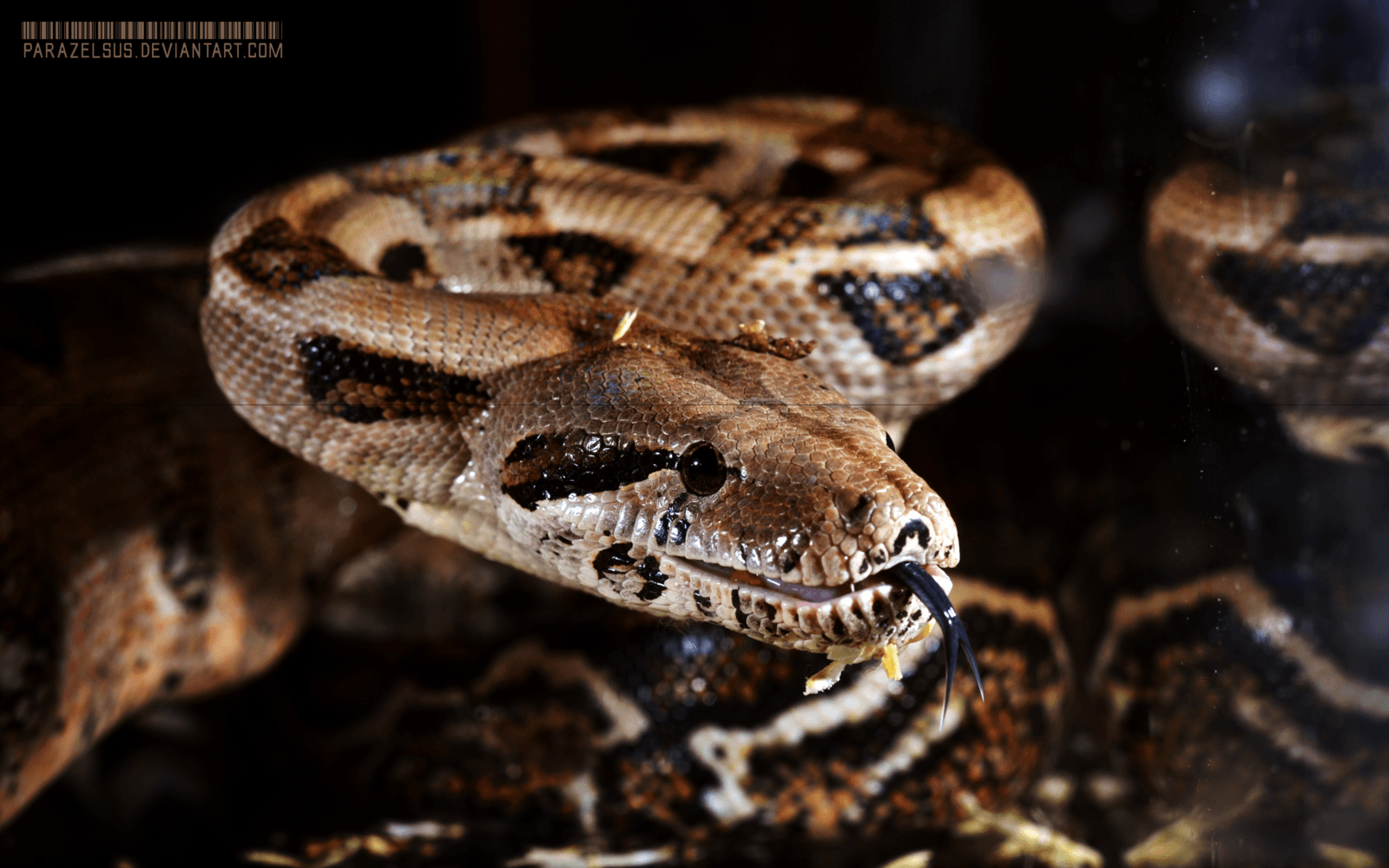 Boa Constrictor Imperator sp. Firebelly 016 by Parazelsus