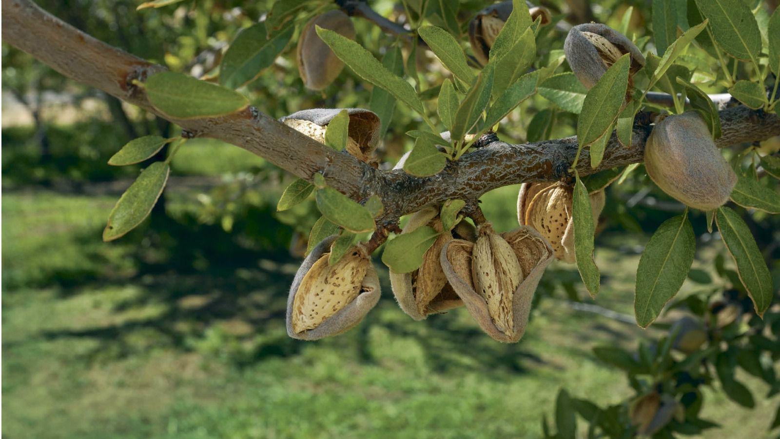 Almonds