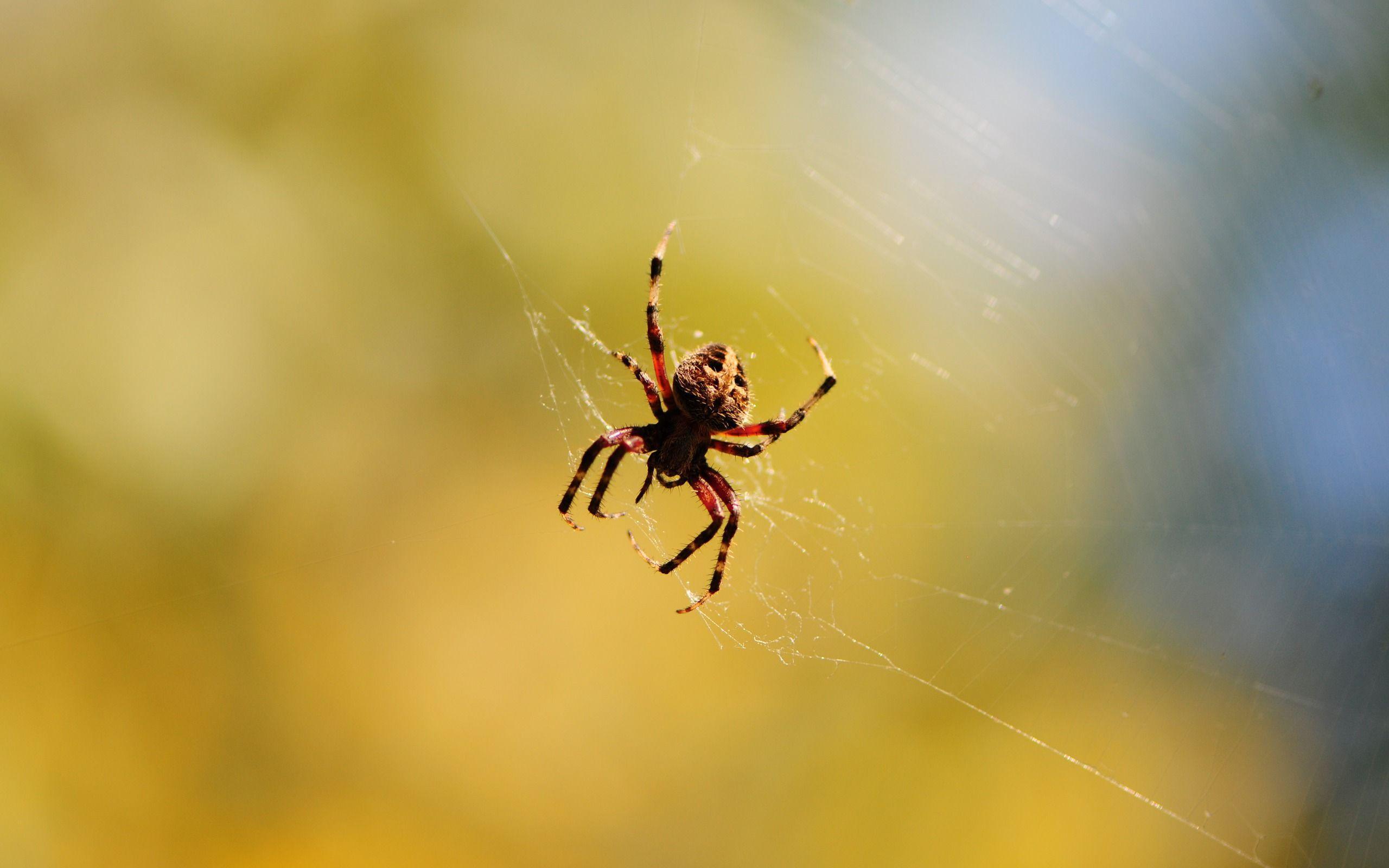 Spider Wallpapers 23760 ~ HDWallSource