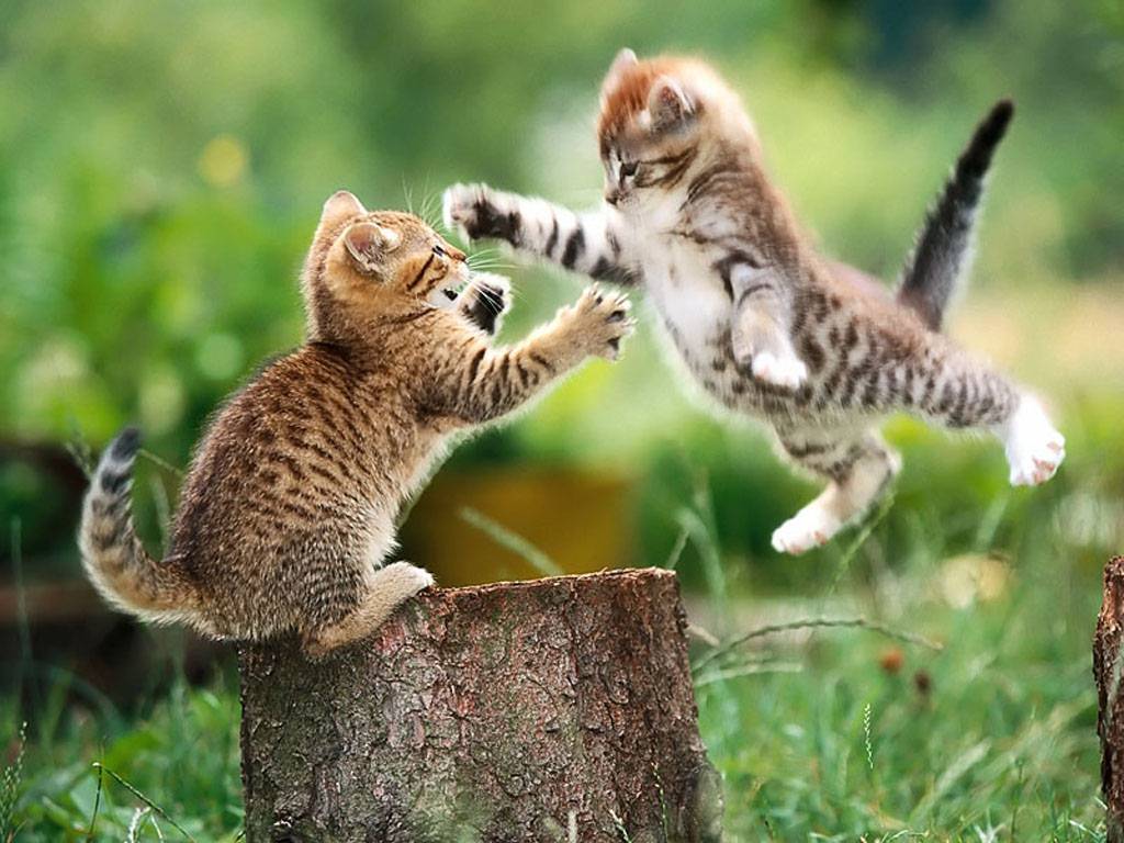 cat fight