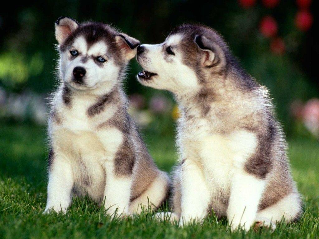 Puppy Wallpapers