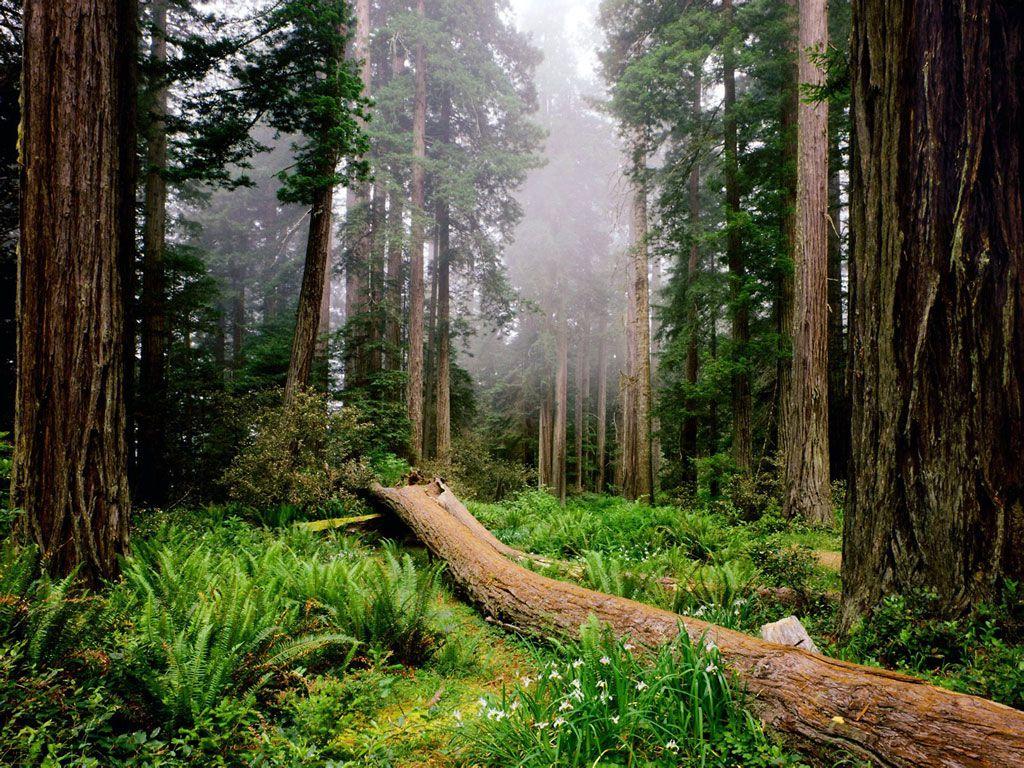 Nature Redwood National Park px – 100% Quality HD Wallpapers