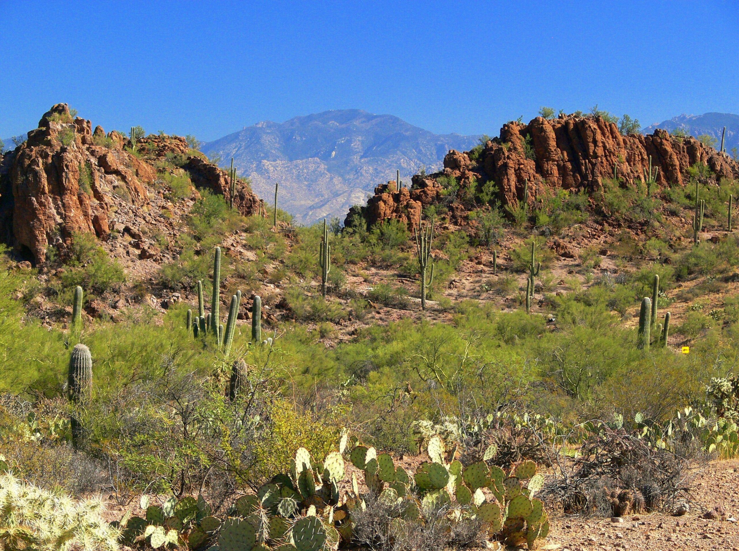 Saguaro National Park West, Arizona