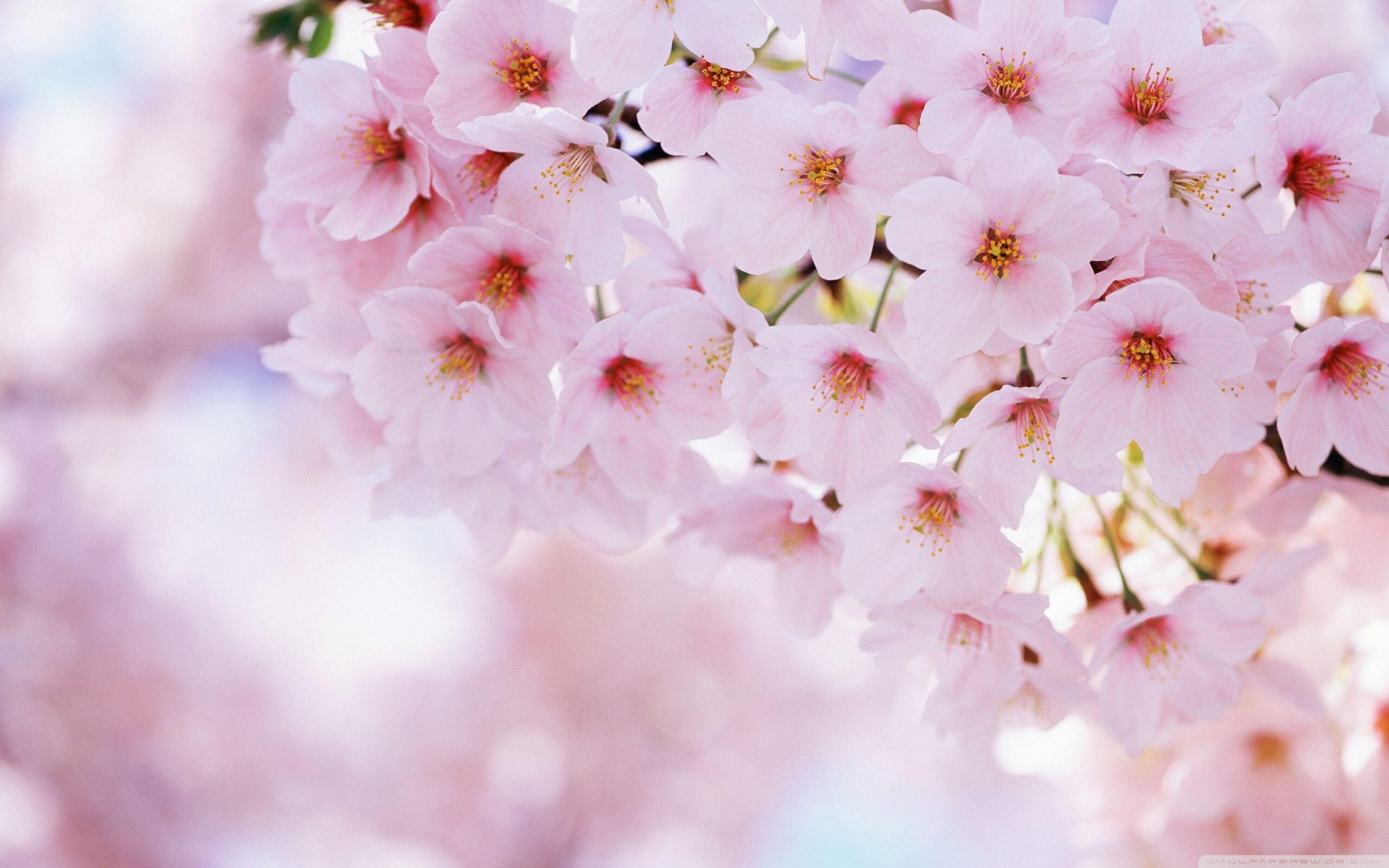 Cherry Blossom Wallpapers