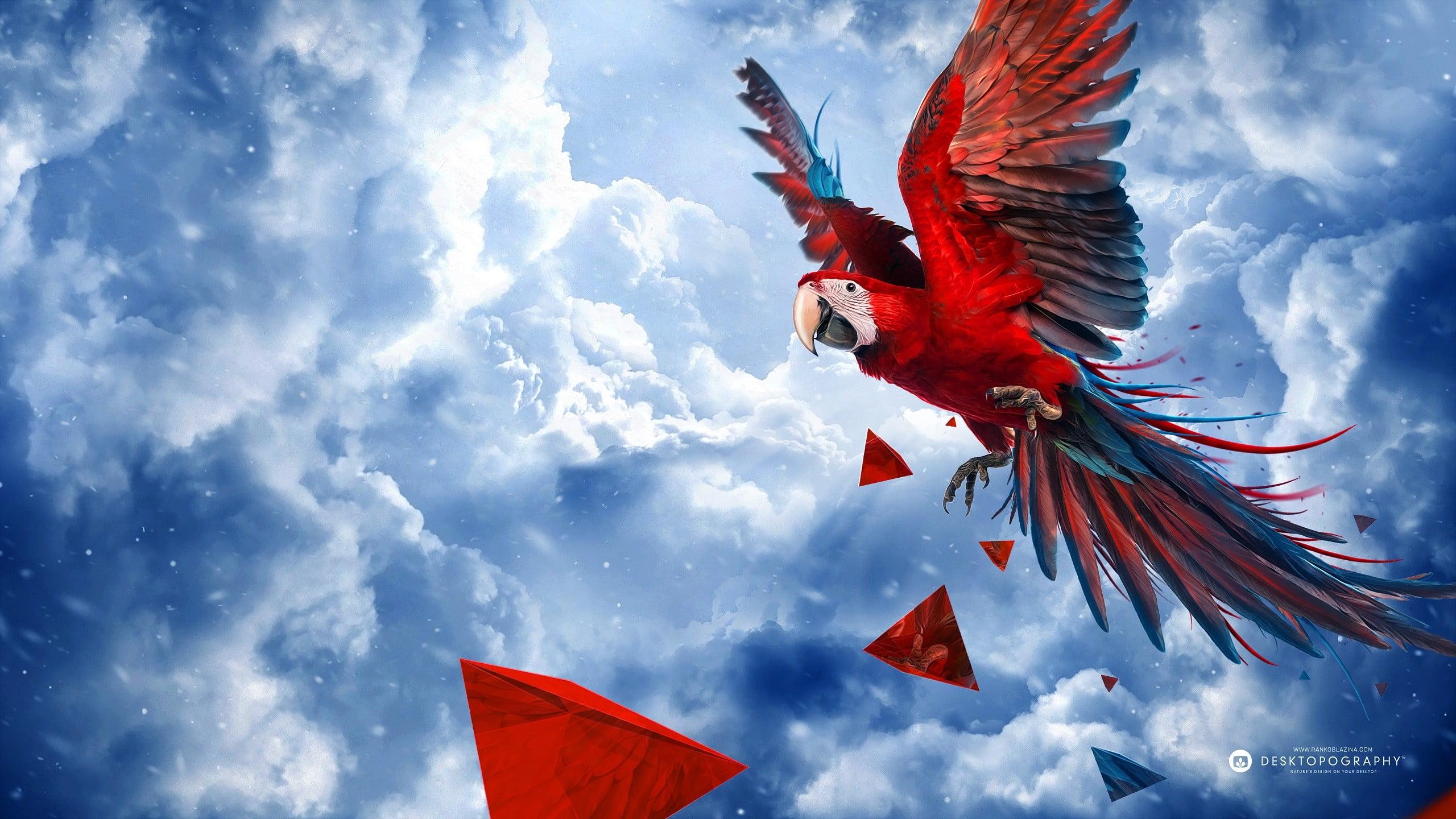 Scarlet Macaw Wallpapers and Backgrounds Image