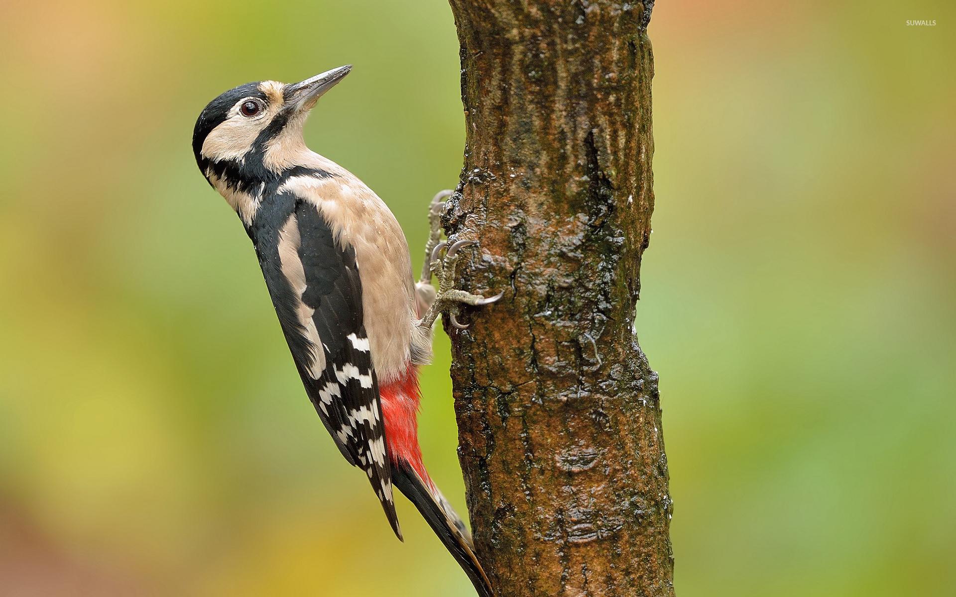 Woodpecker Wallpapers 17