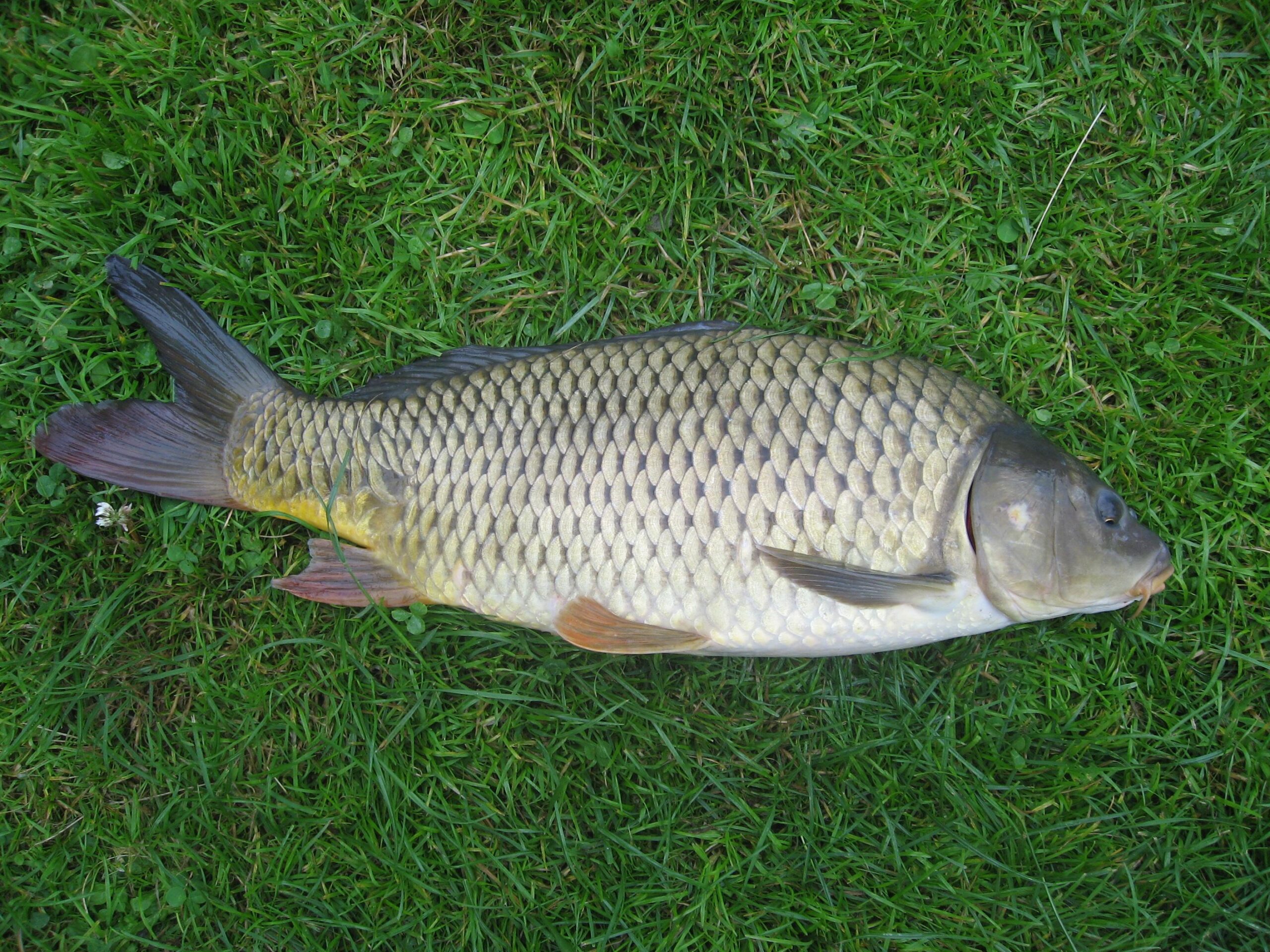 Common carp photos and wallpapers. Nice Common carp pictures