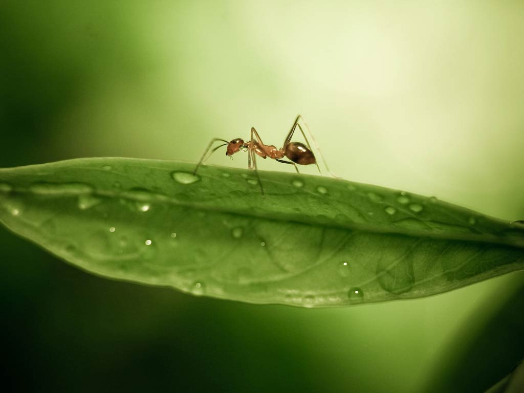 Ant Wallpapers 12