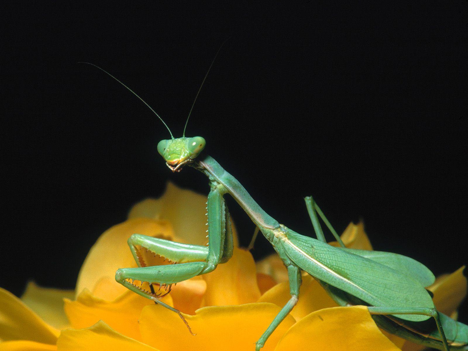 Mantis Planet Animal HD Wallpapers