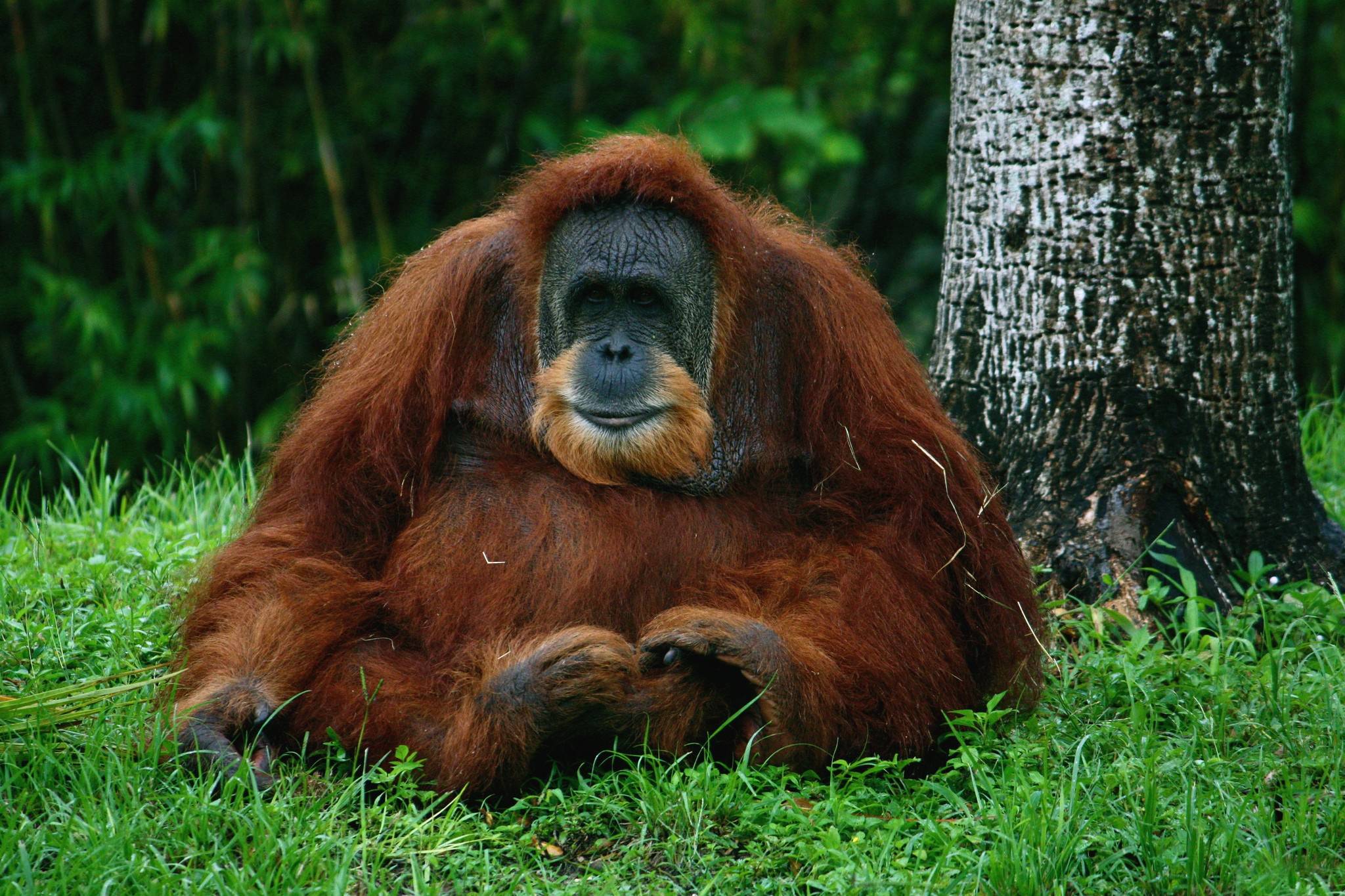 Orangutan Computer Wallpapers, Desktop Backgrounds Id