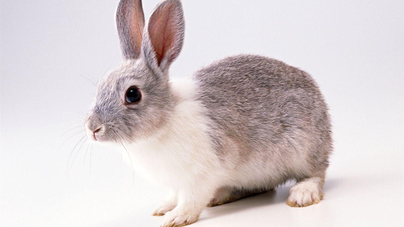 Vintage Rabbit Wallpapers 24378 Hd Wallpapers in Animals