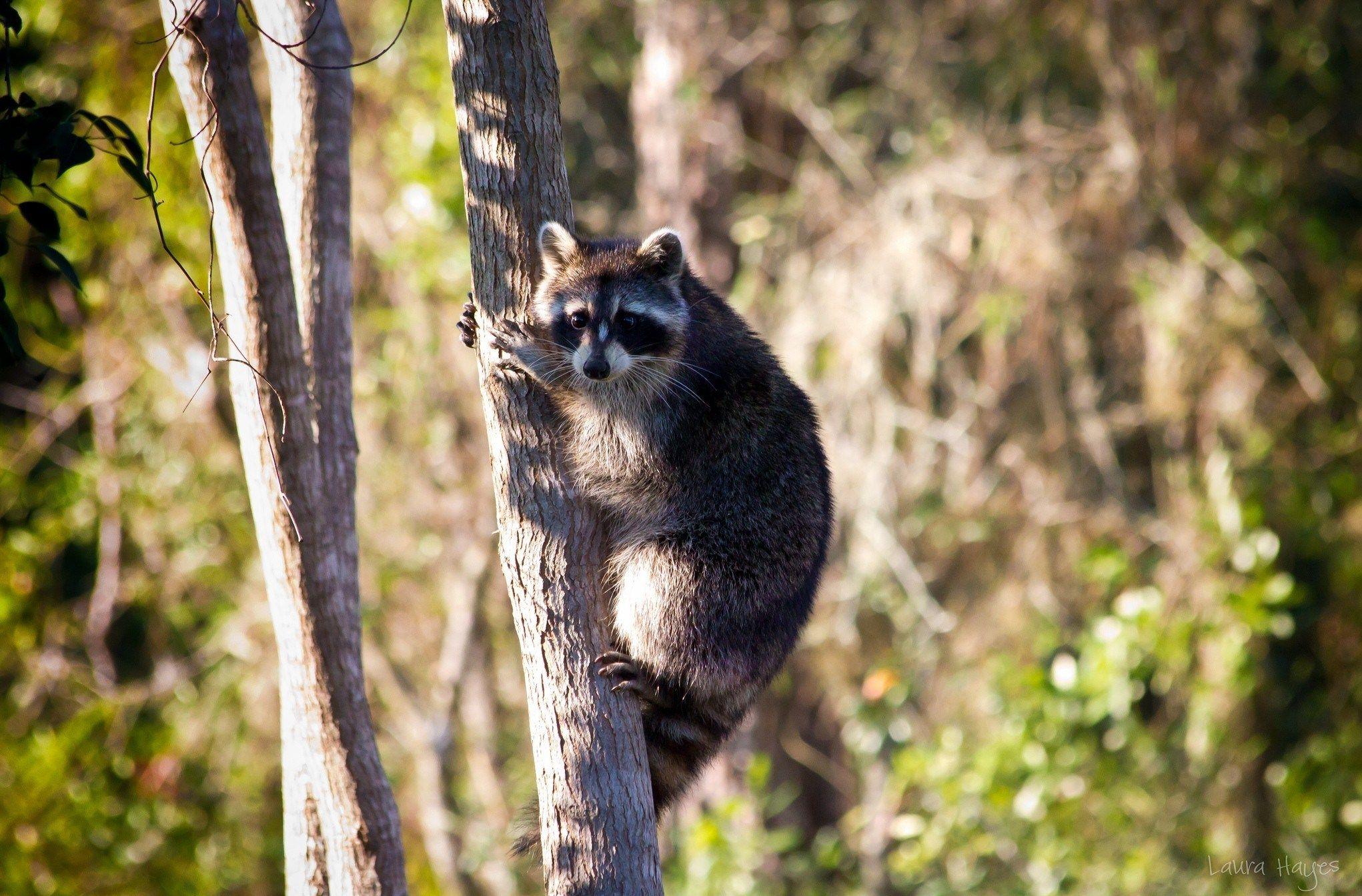 Raccoon Wallpapers HD