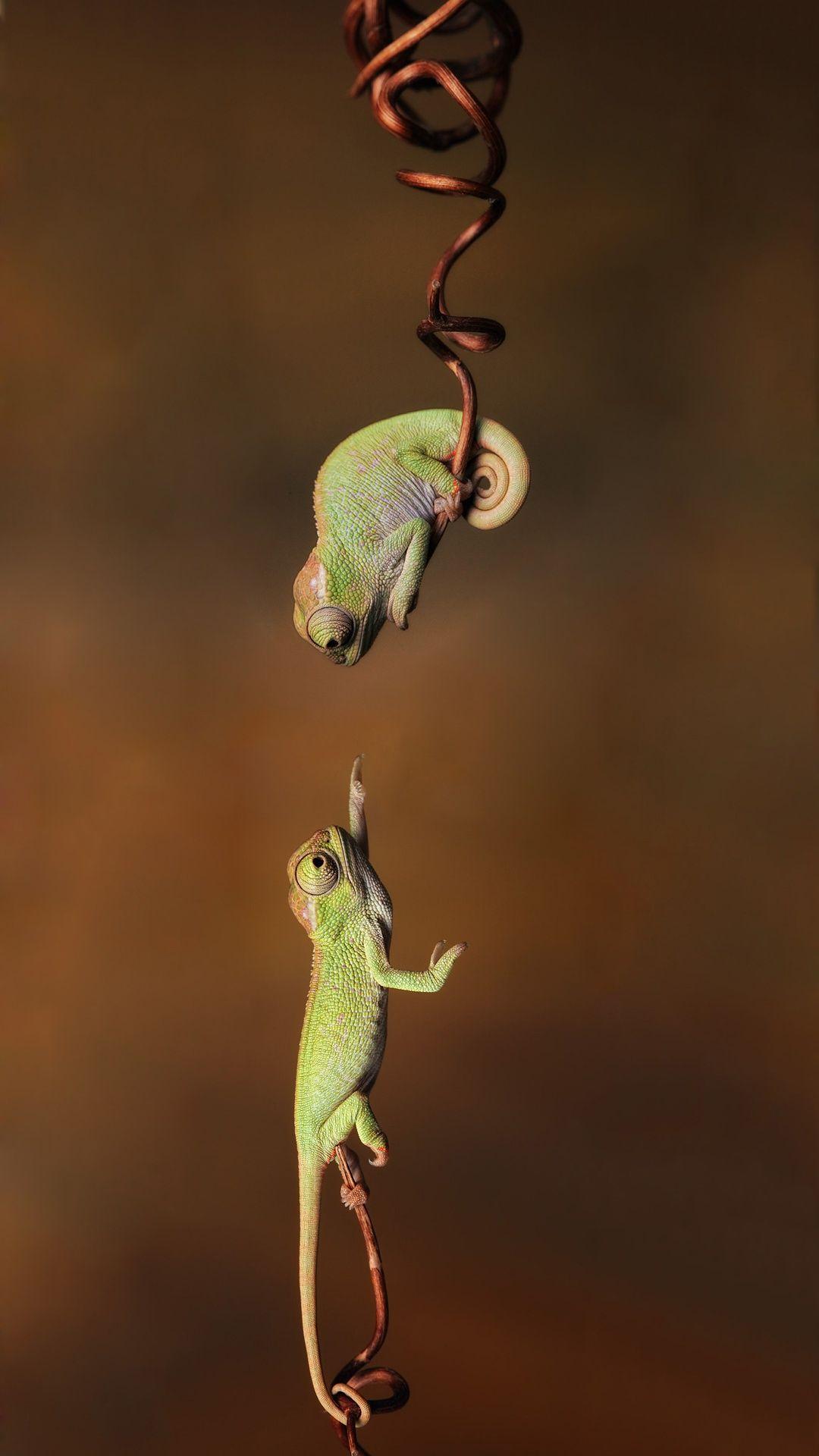 Cute Chameleon iPhone Wallpapers