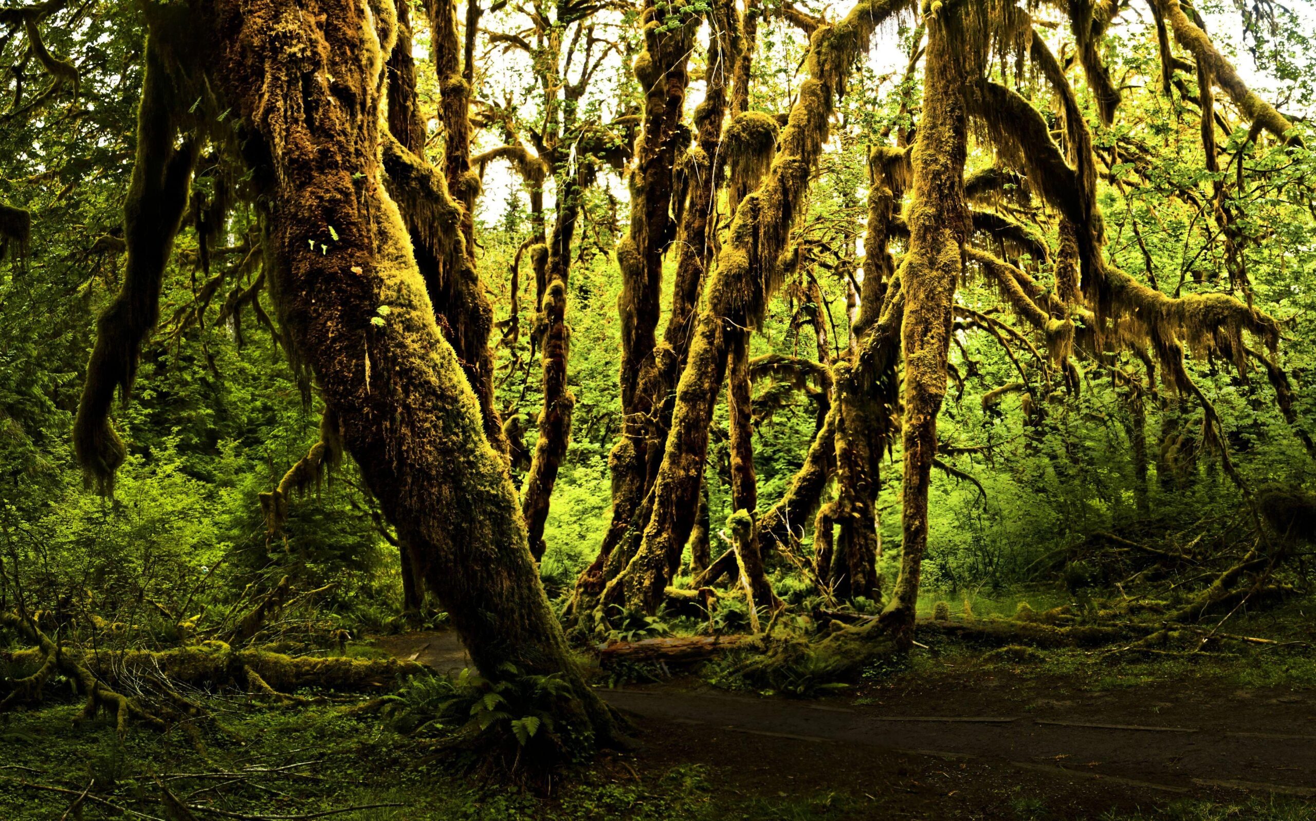 Olympic National Park Nature Parks