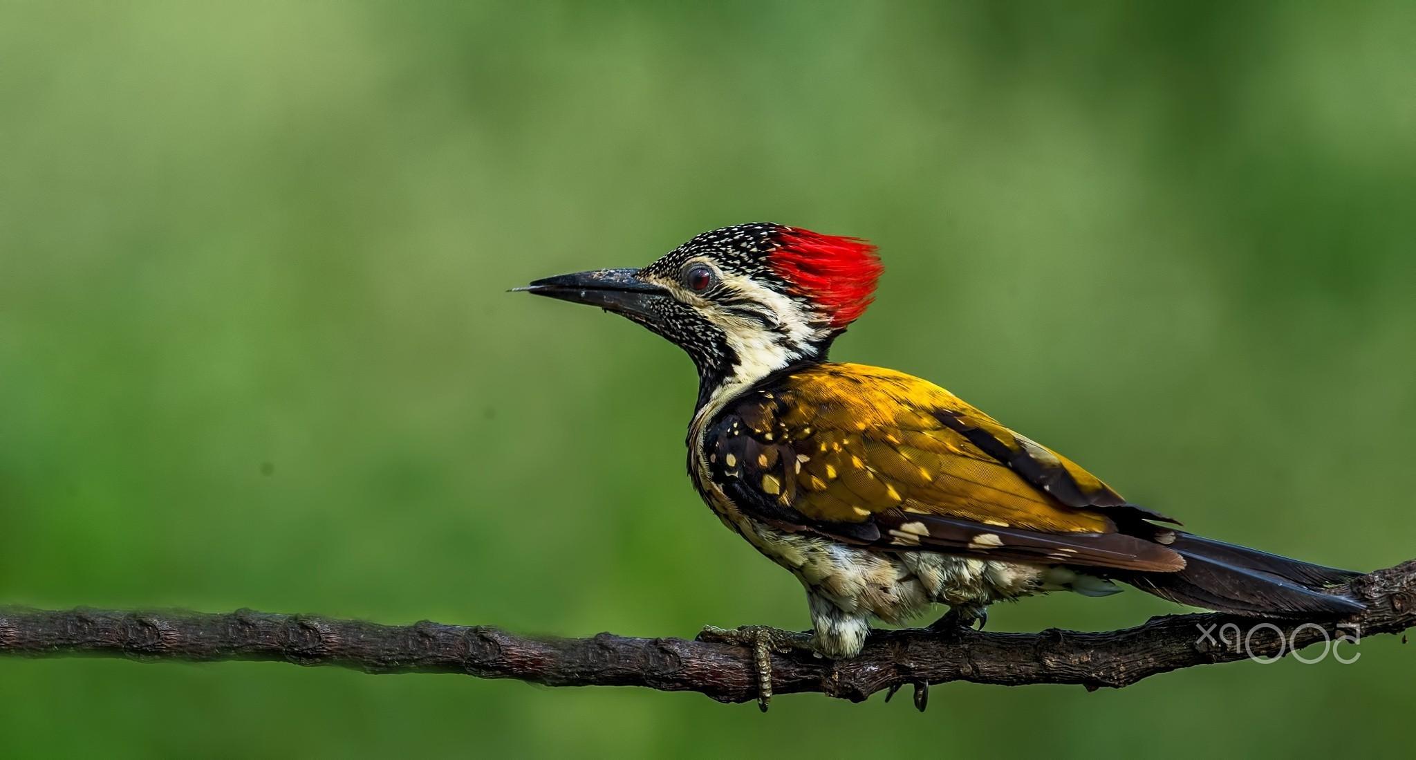 Woodpecker Wallpapers