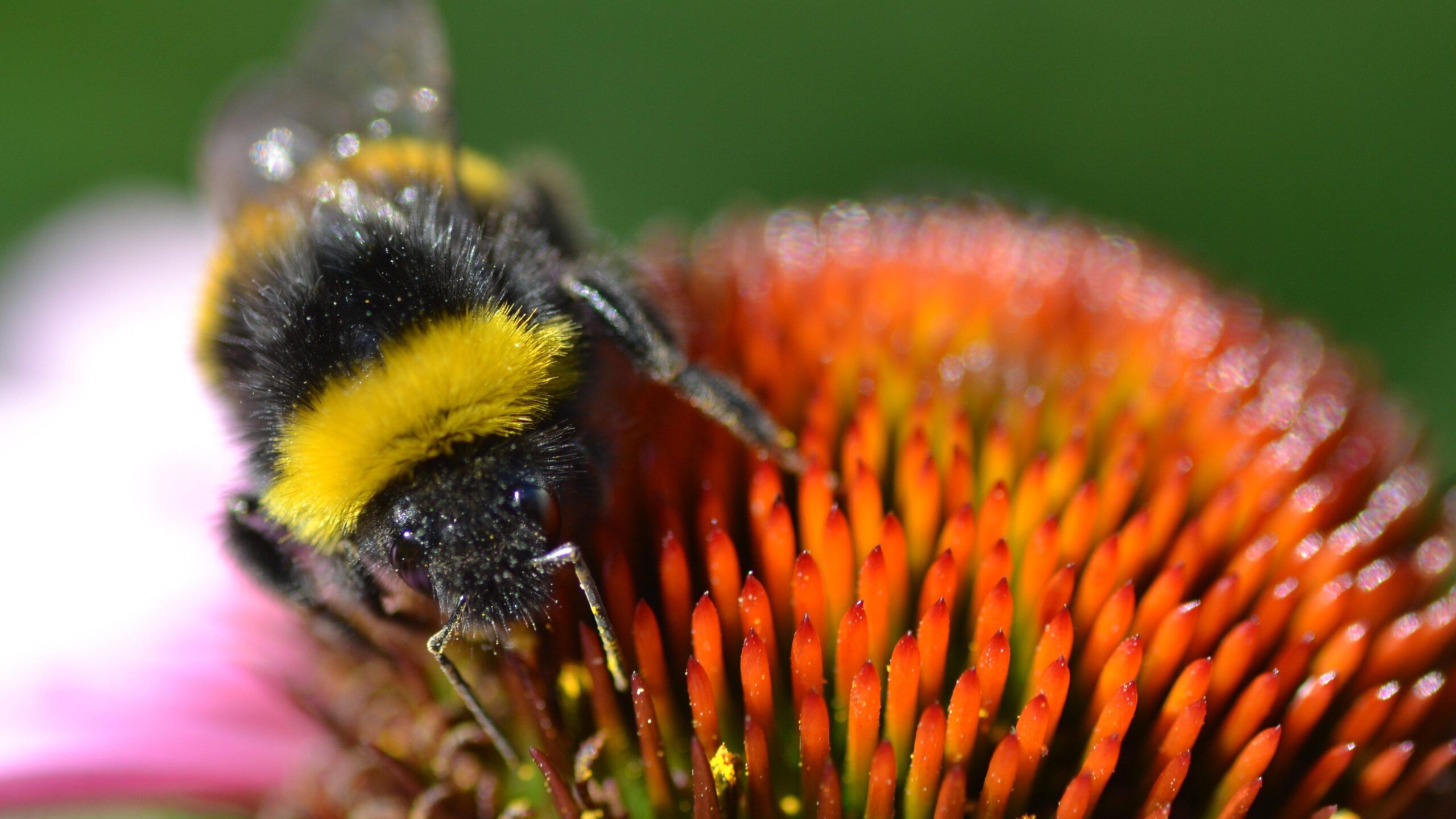 bumblebee 4K wallpapers for your desktop or mobile screen