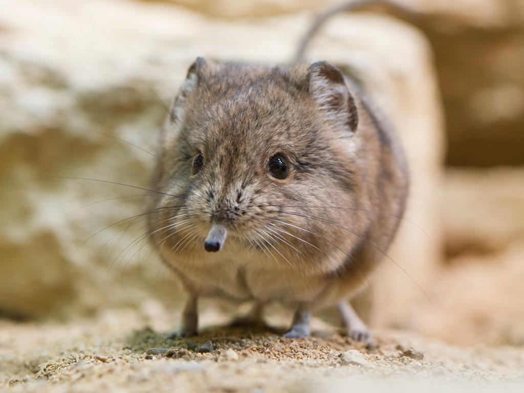 Elephant Shrew Pet