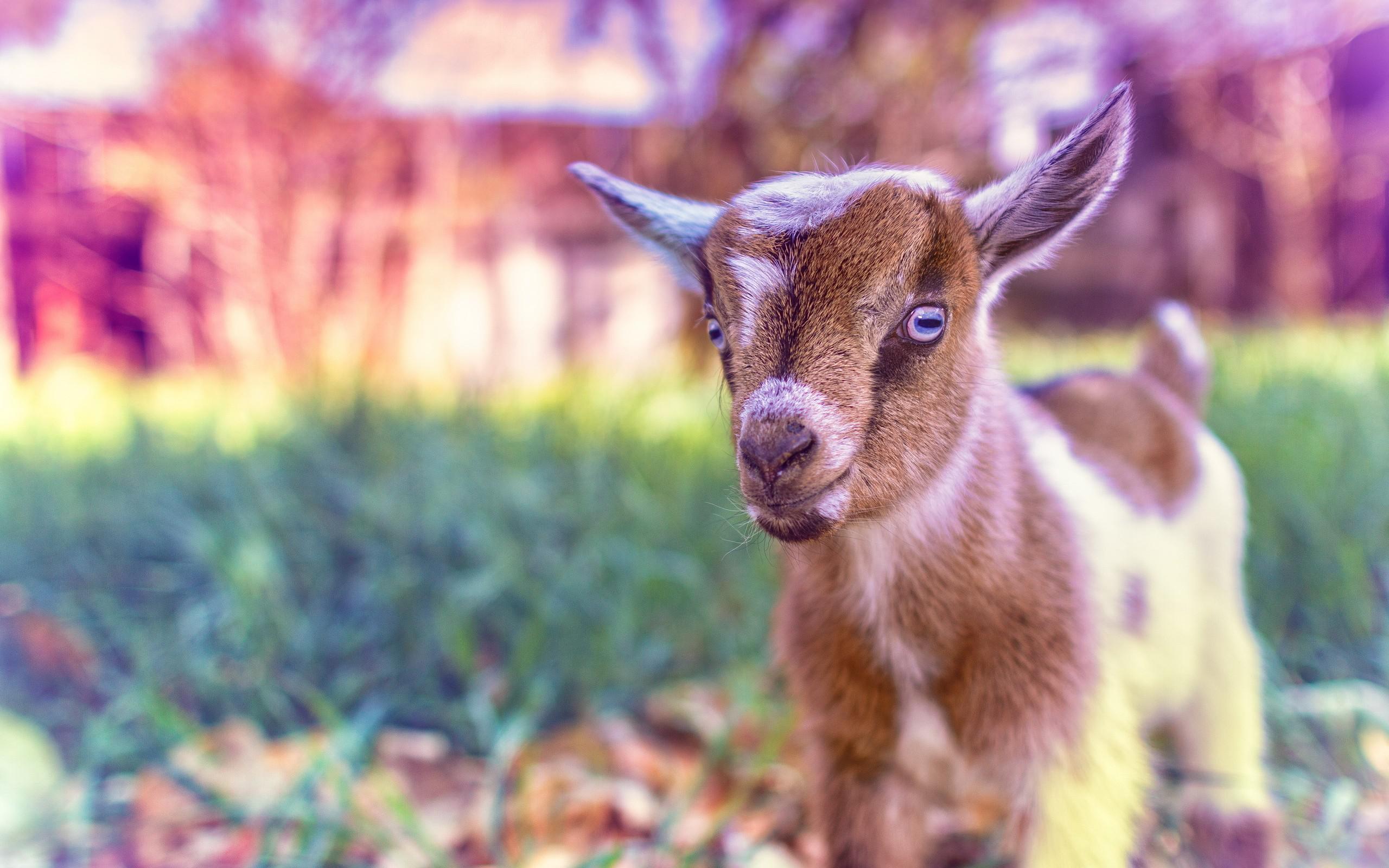 Goat Wallpapers High Quality : Animals Wallpapers