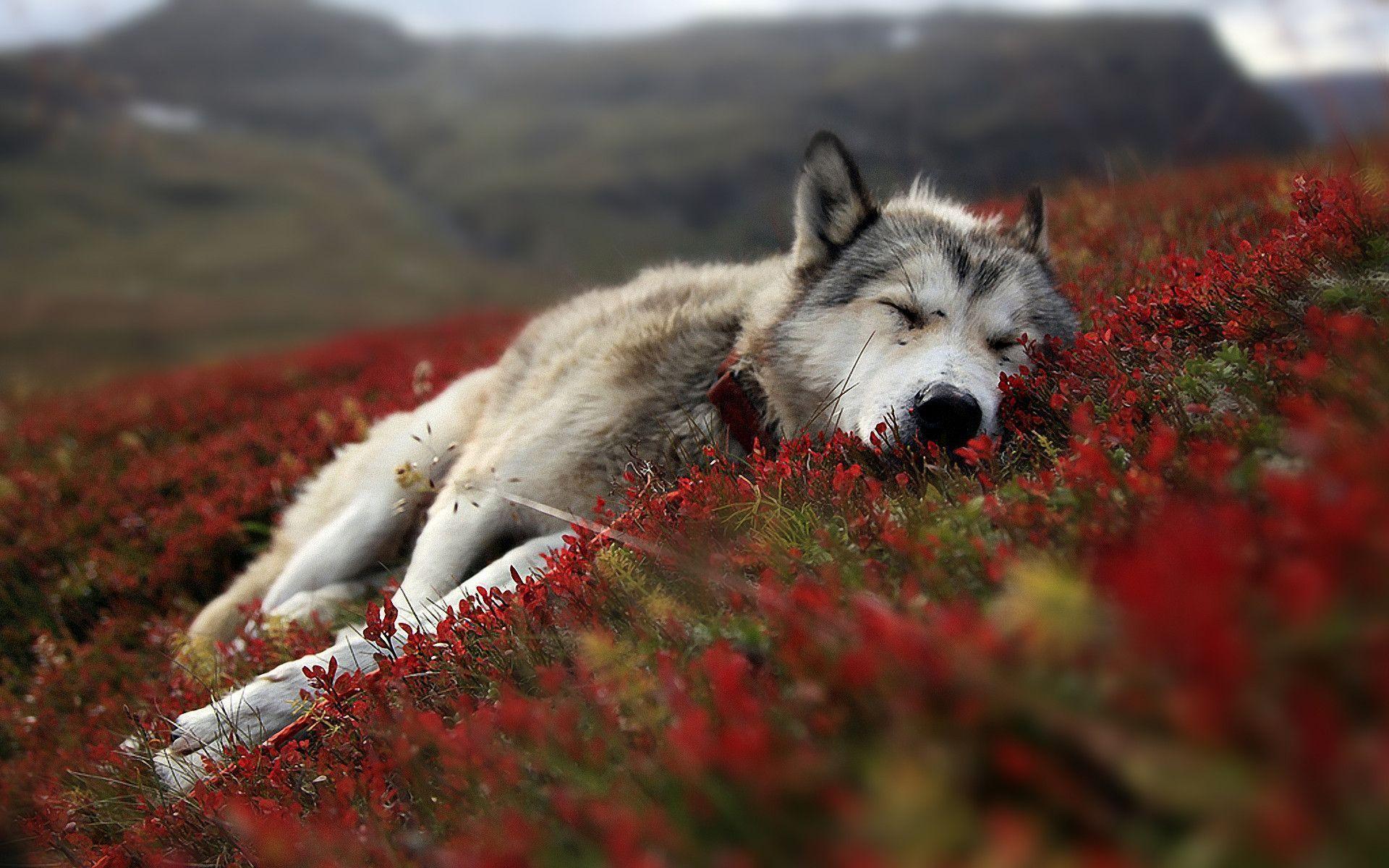 Wallpapers For > Wolf Wallpapers Hd Iphone