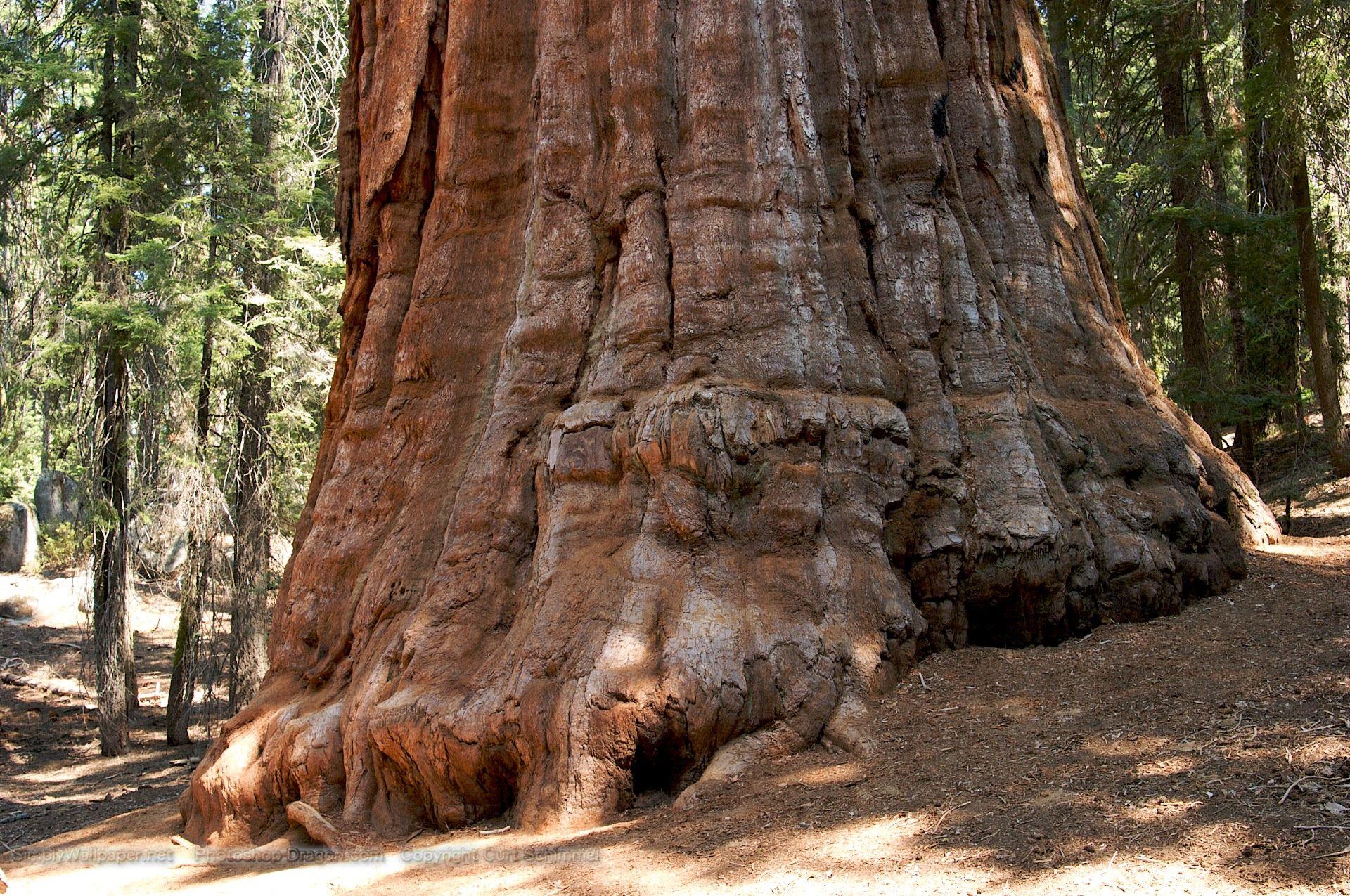 The President at Sequoia National Park Desktop Wallpapers