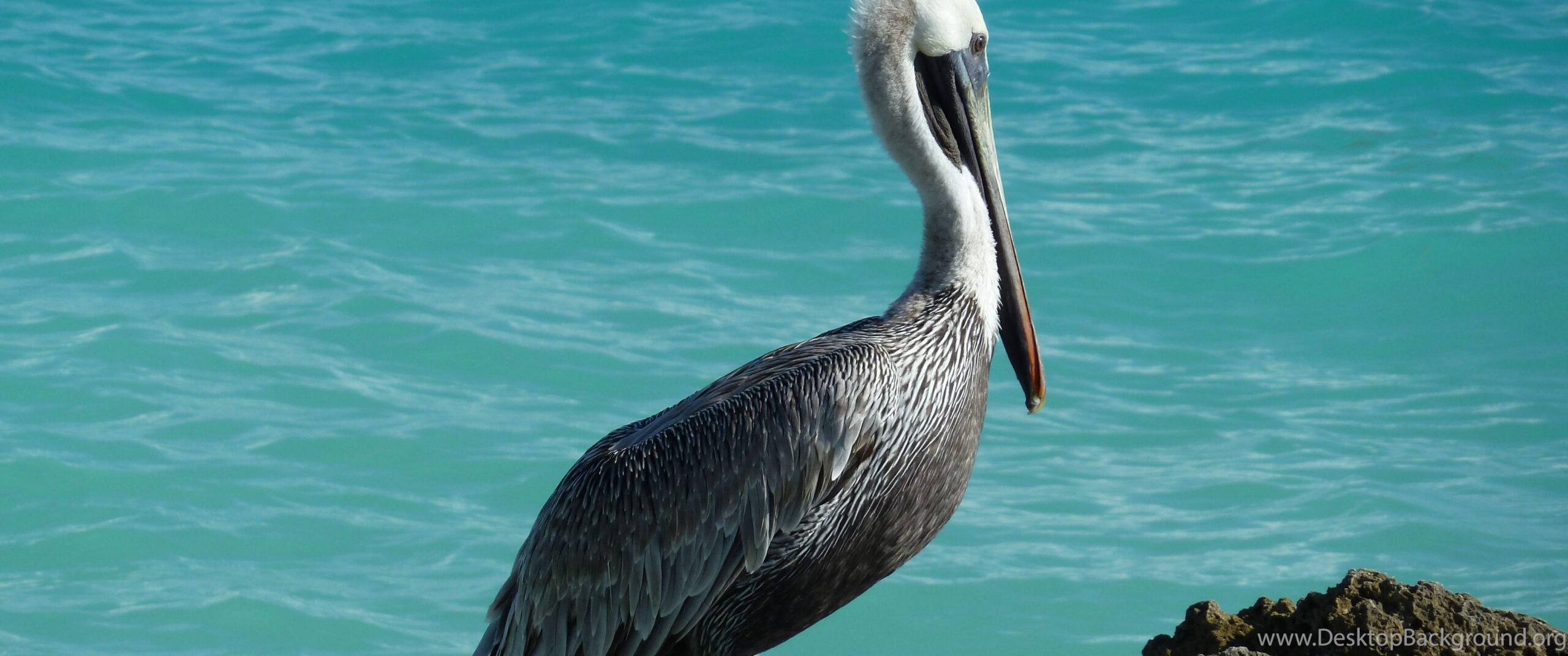 Pelican Desktop HD Wallpapers HD Wallpaper Backgrounds Of Your