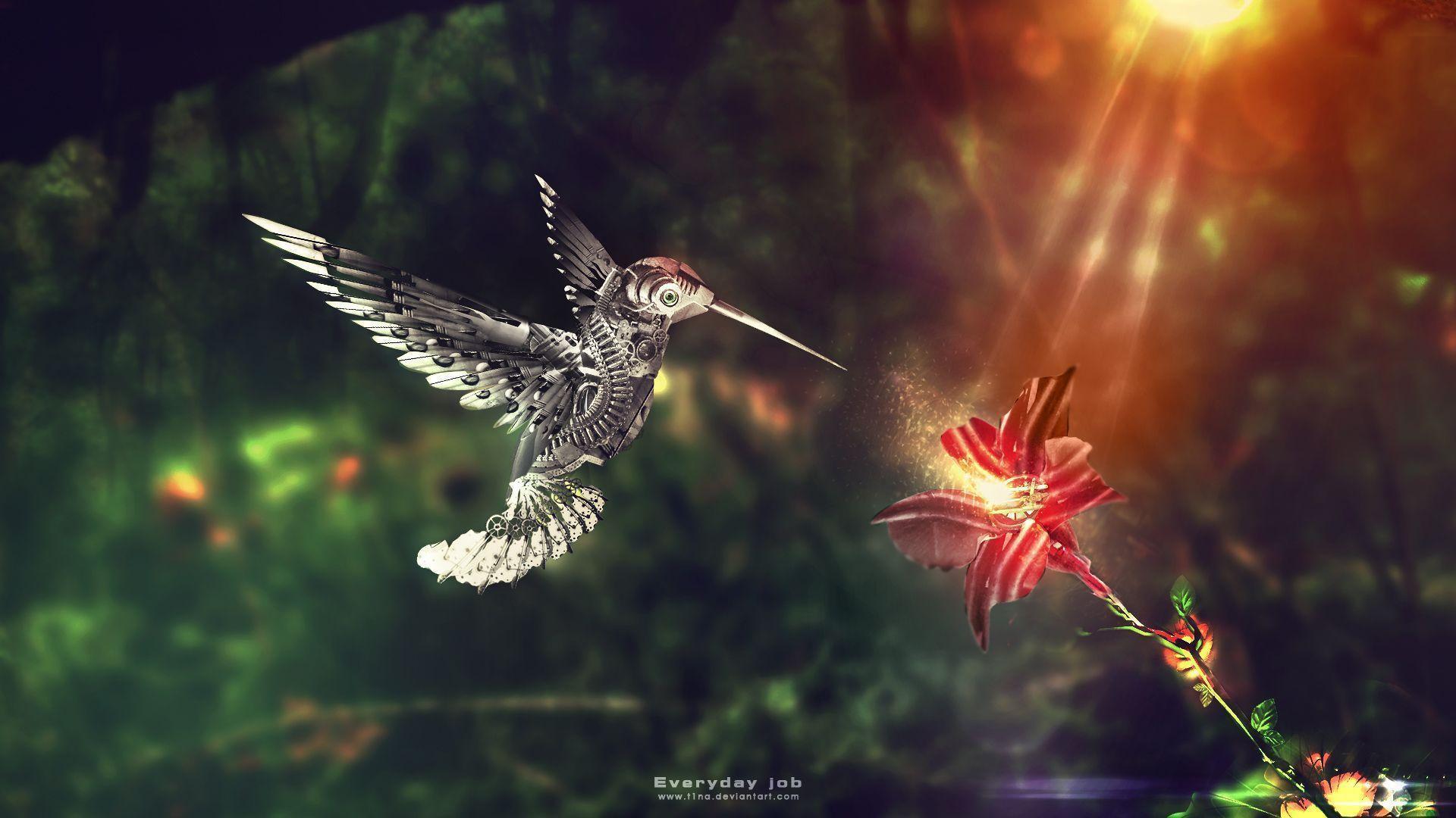 Wallpapers For > Moving Hummingbird Wallpapers