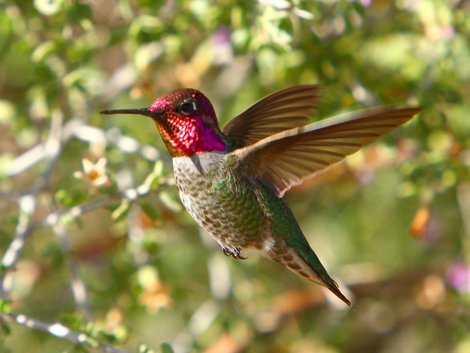 Anna&Hummingbird