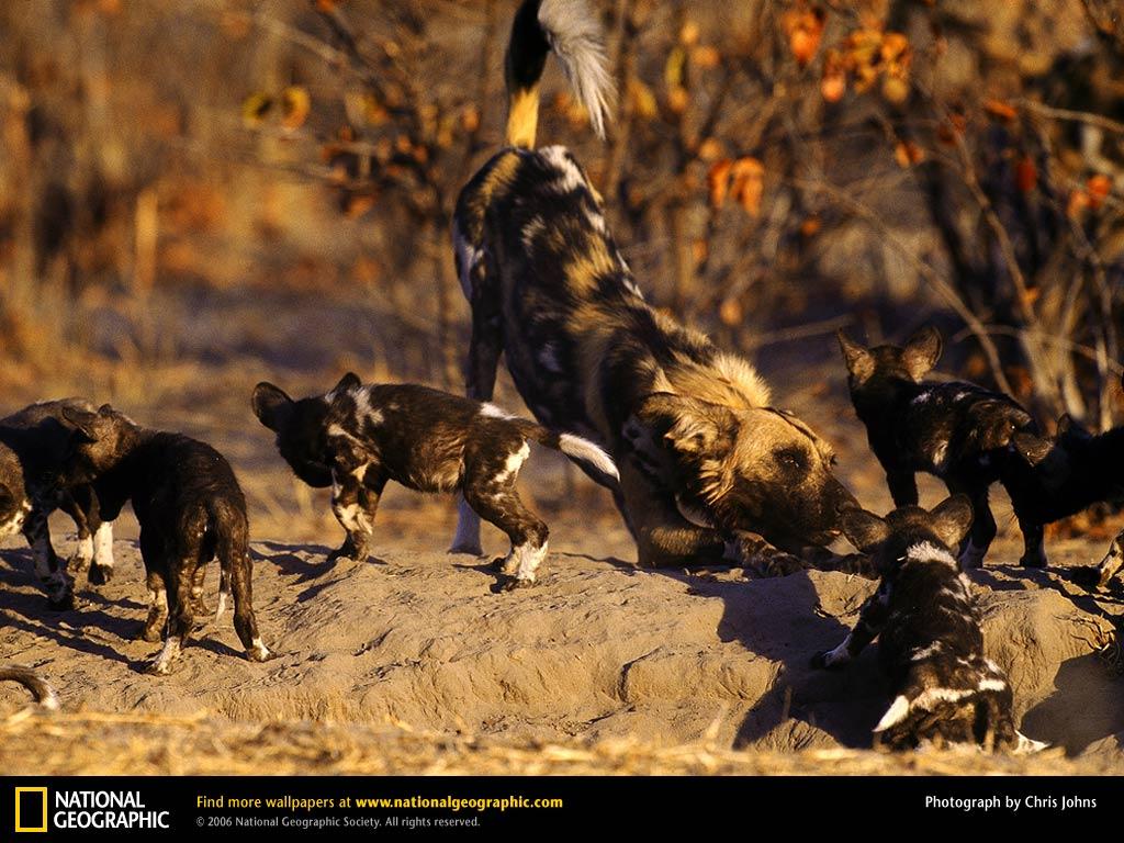 Free download African Wild Dog Picture African Wild Dog