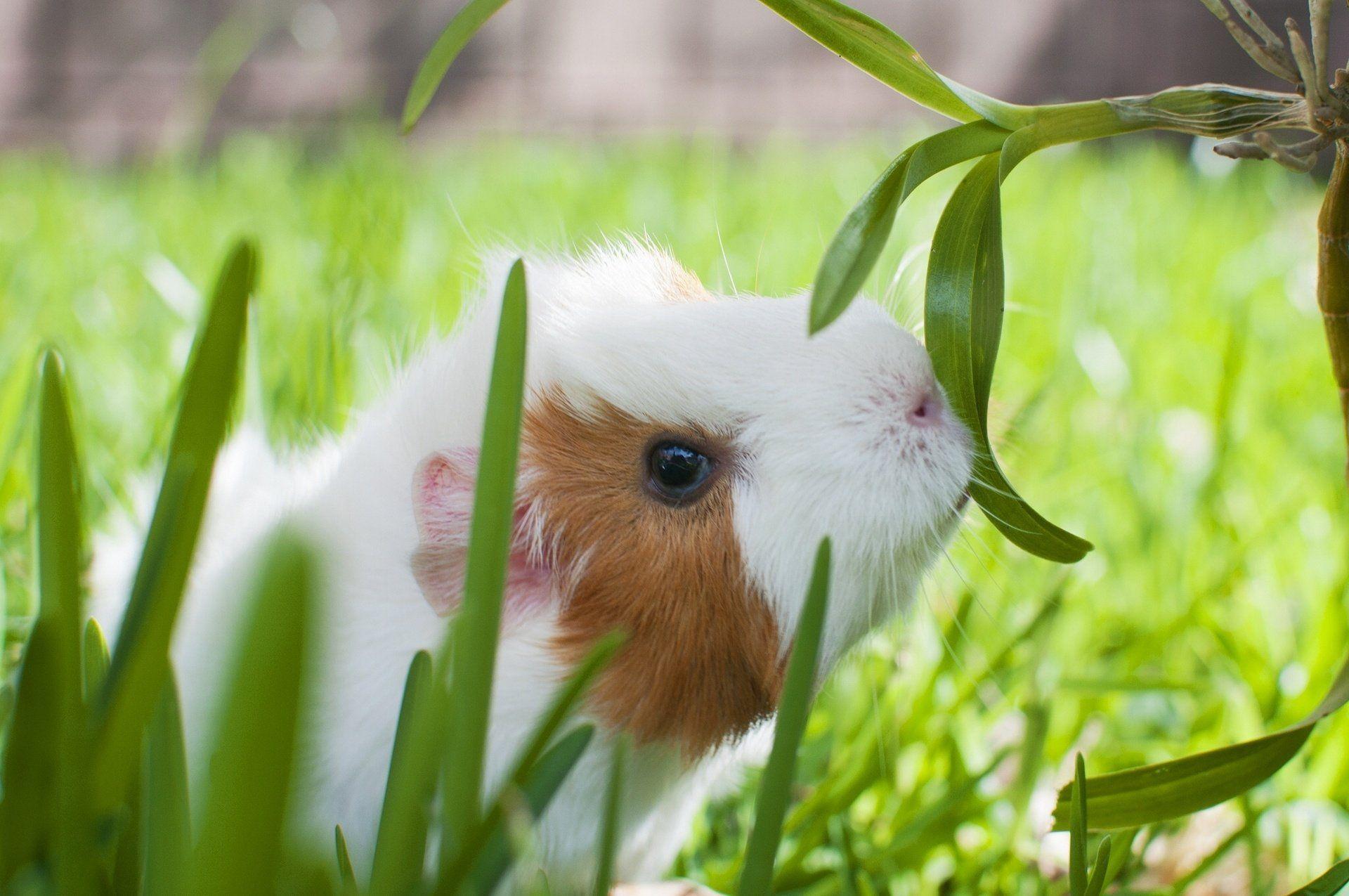 55 Guinea Pig HD Wallpapers