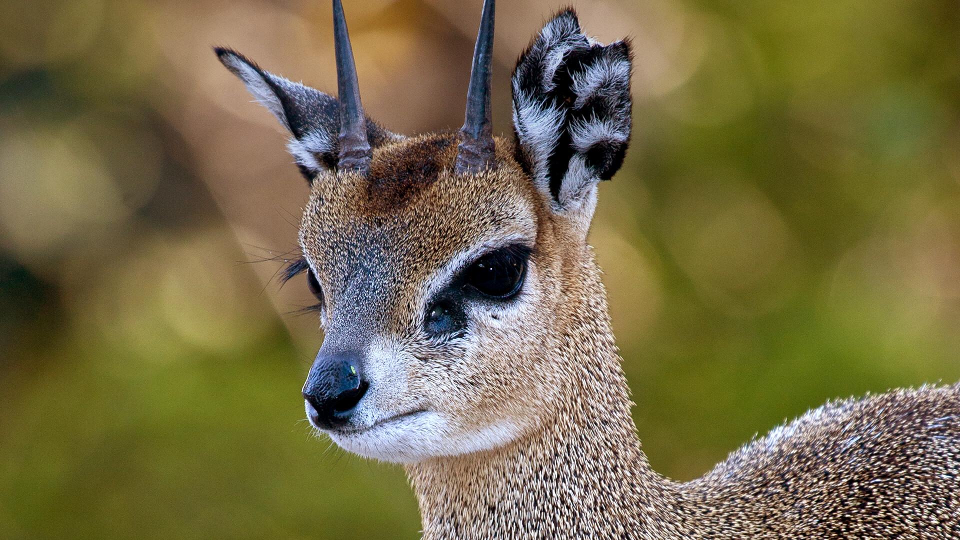 Klipspringer