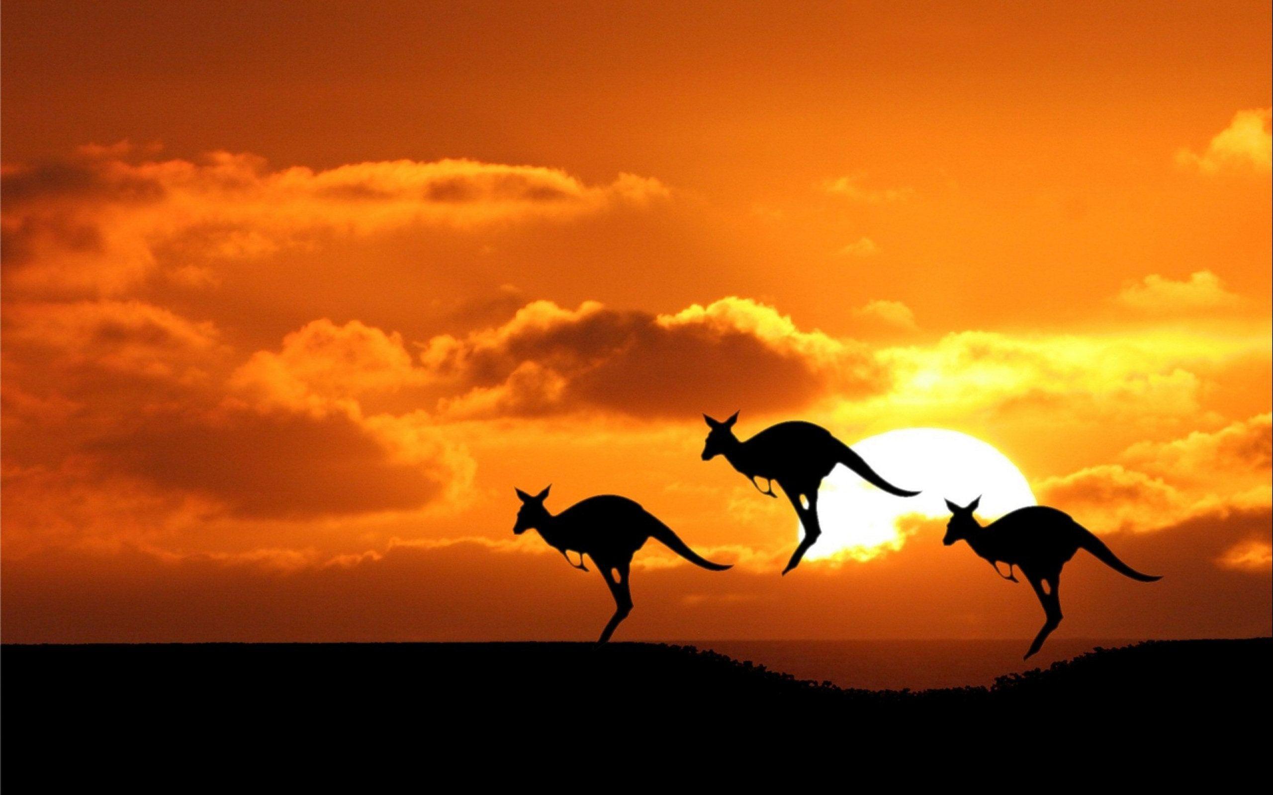 41 Kangaroo Wallpapers