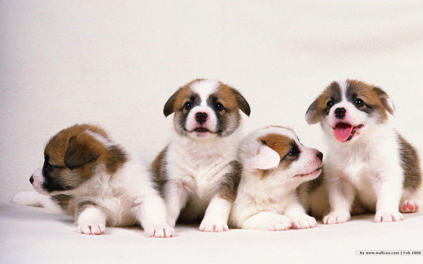 Wallpapers Puppies