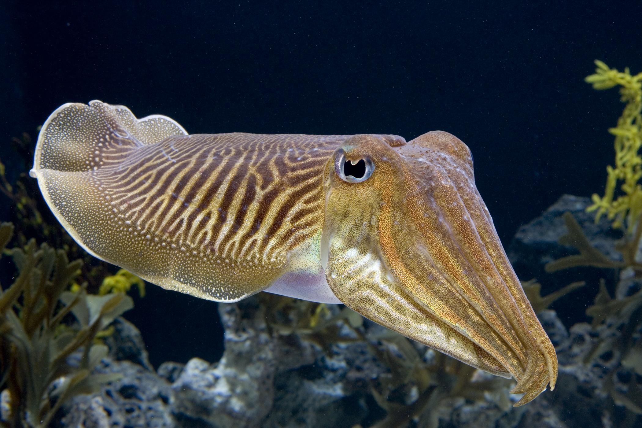 9 Cuttlefish HD Wallpapers