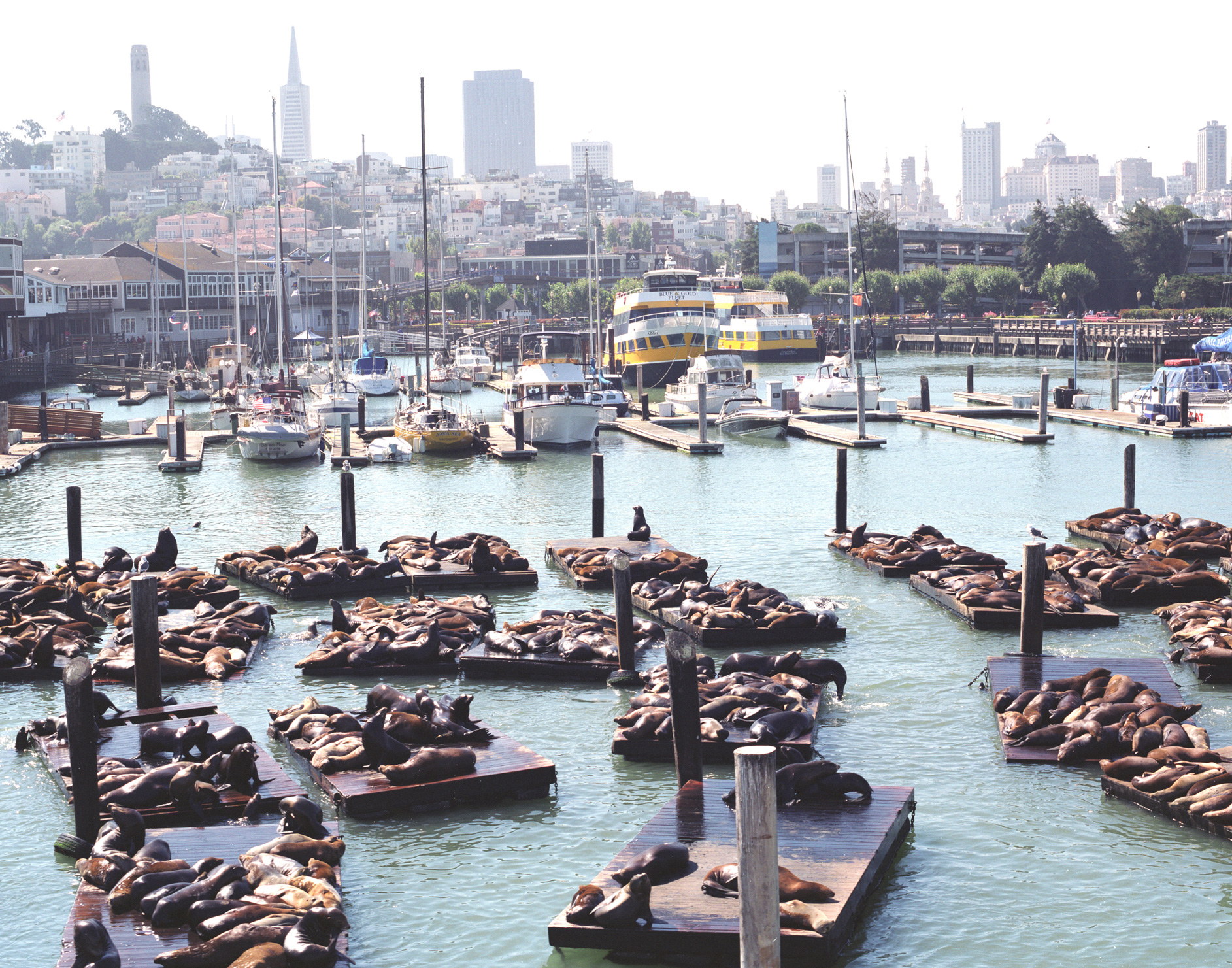 Free photo: Fisherman’s Wharf