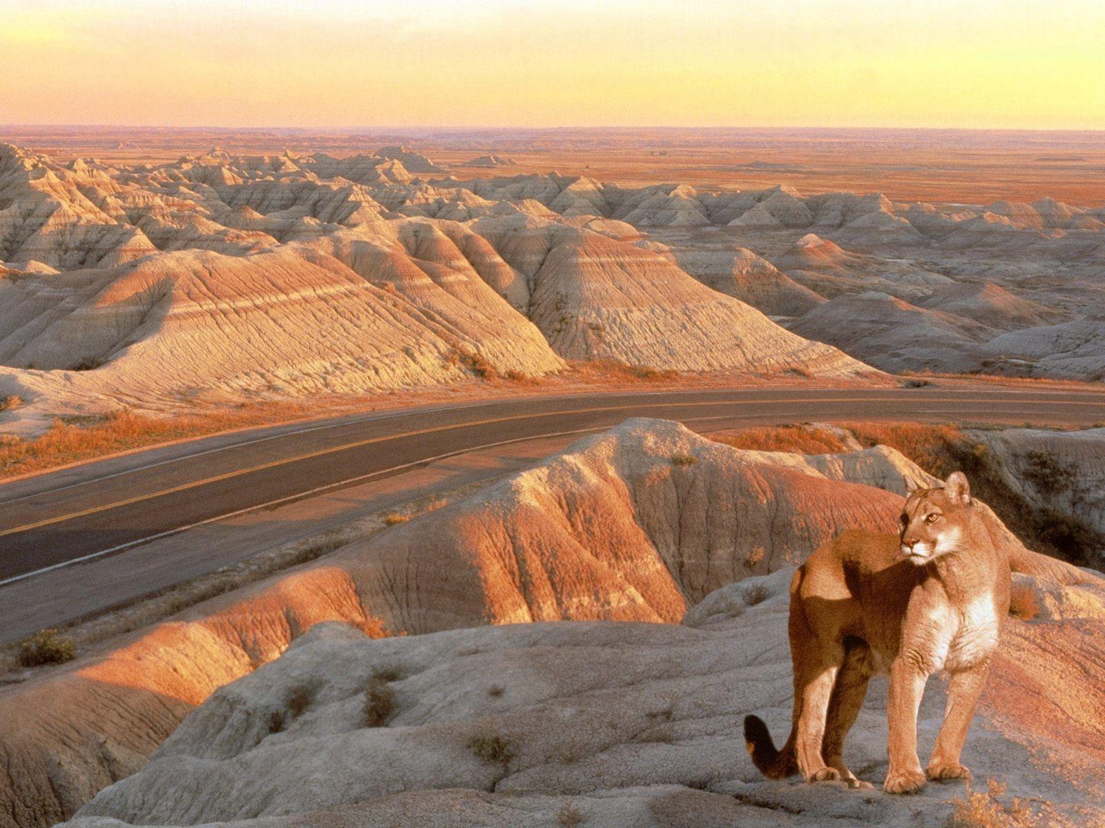 Mountain Lion Badlands South Dakota