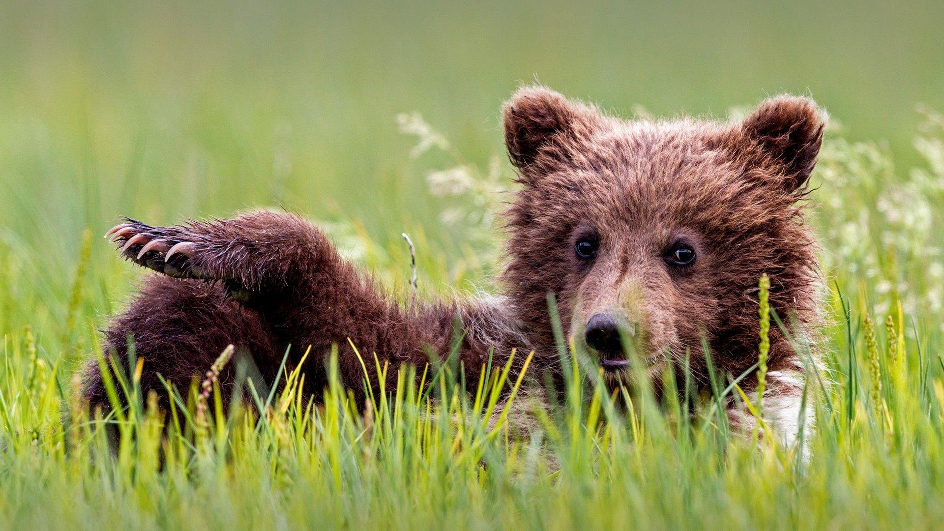 Brown bear cub