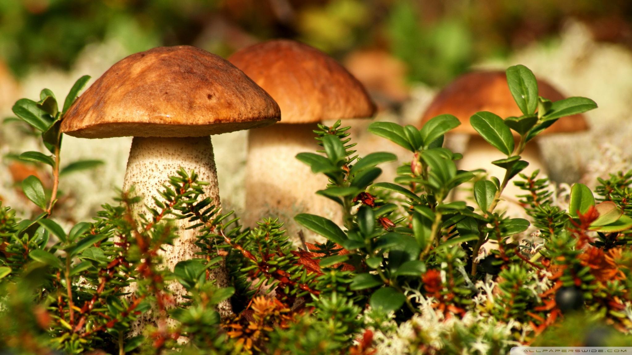 Autumn Mushrooms ❤ 4K HD Desktop Wallpapers for 4K Ultra HD TV