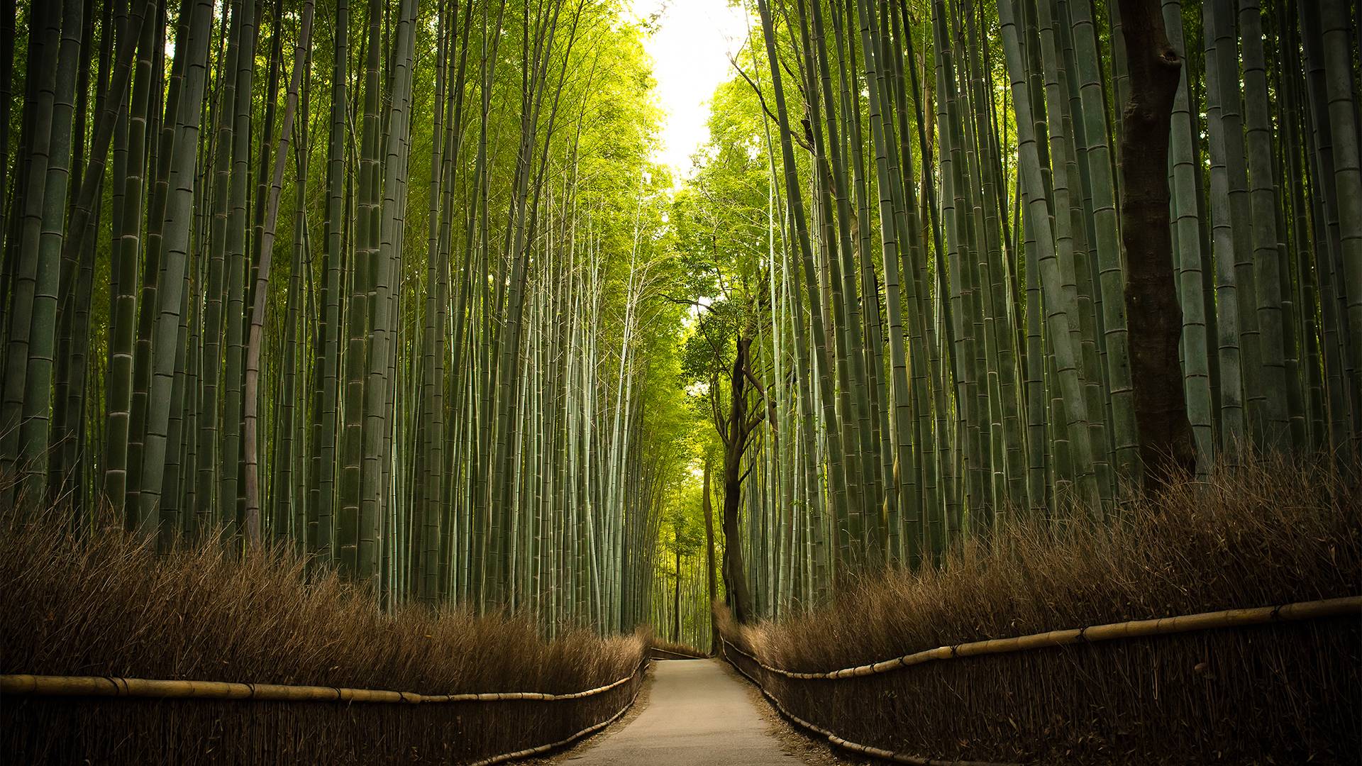 Best 41+ Bamboo Wallpapers on HipWallpapers