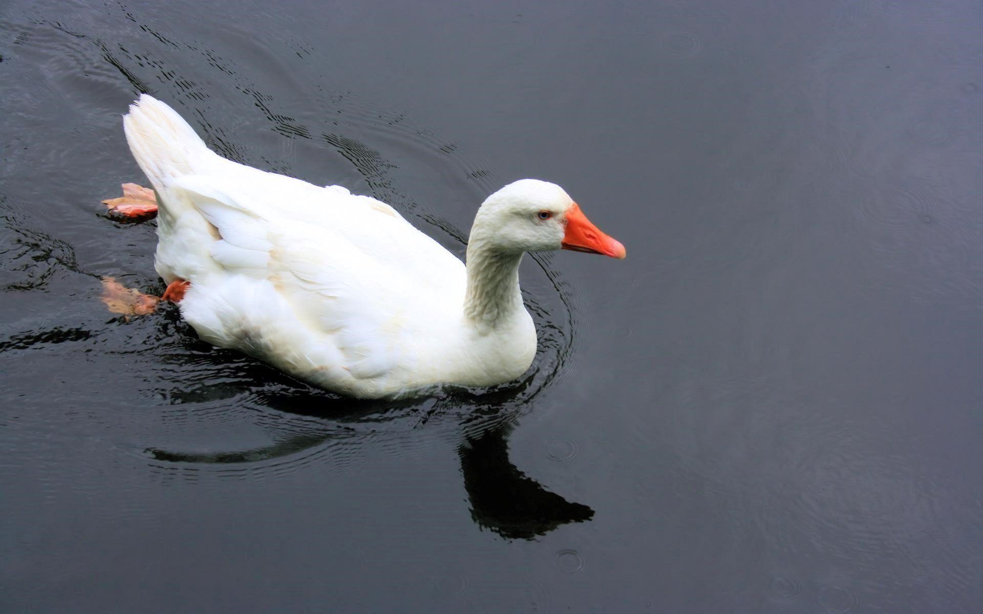 White Duck Swimming in the Water Wallpapers Download