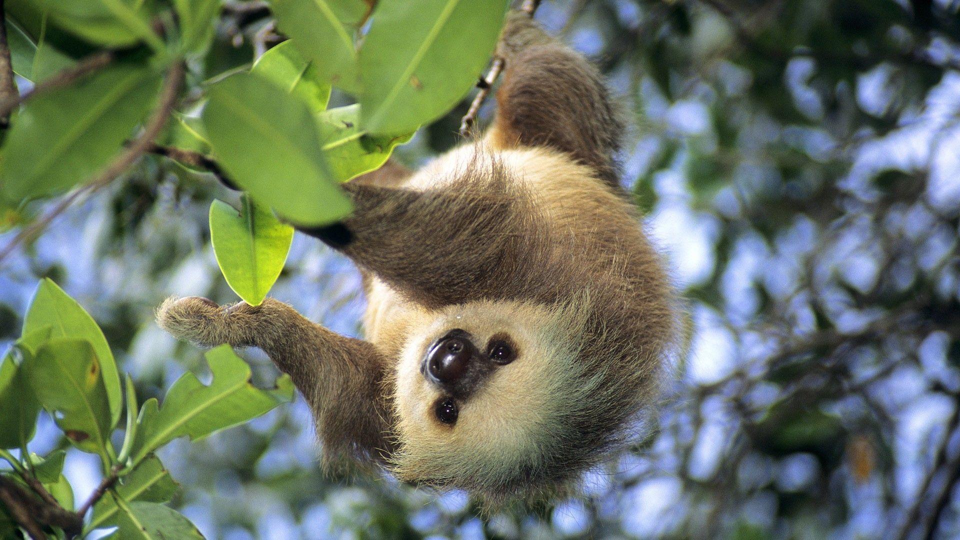 Sloth Animal Desktop Wallpapers 24801 High Resolution