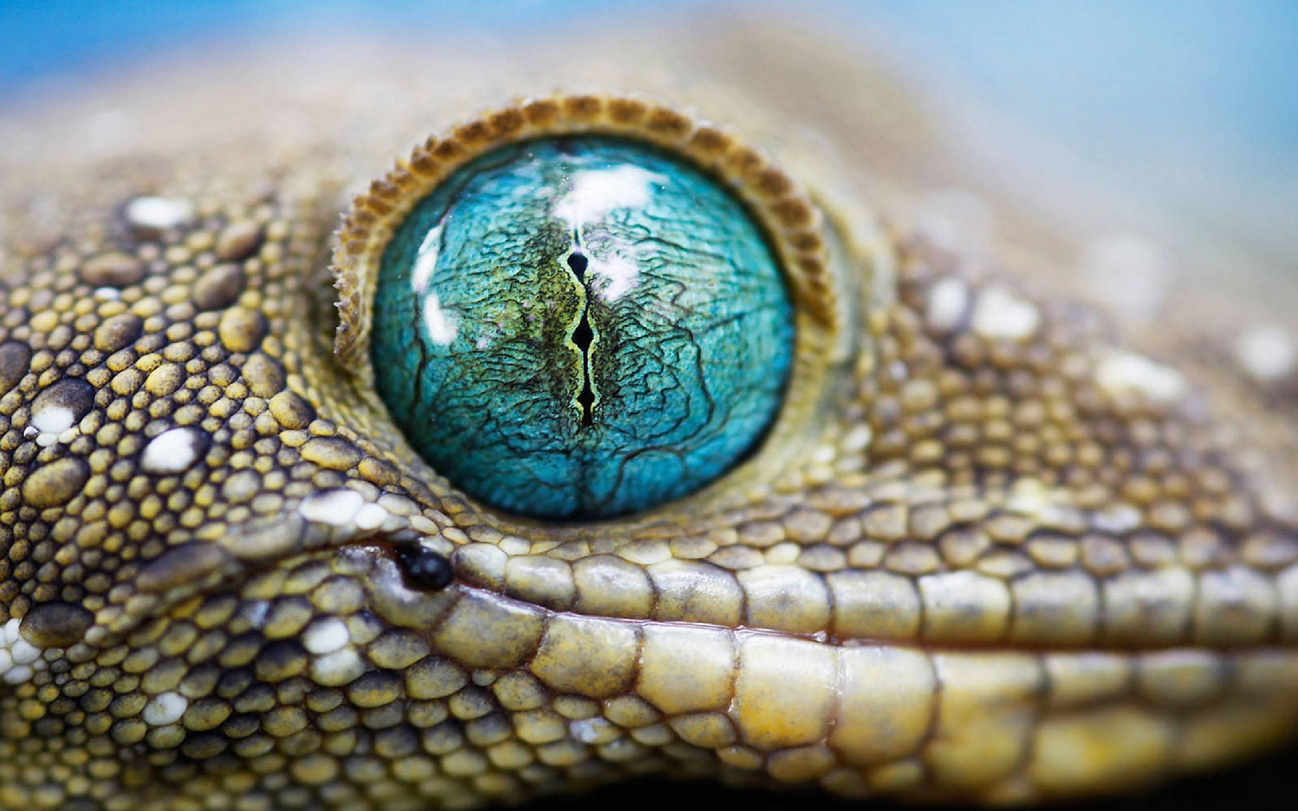 269 Lizard Wallpapers