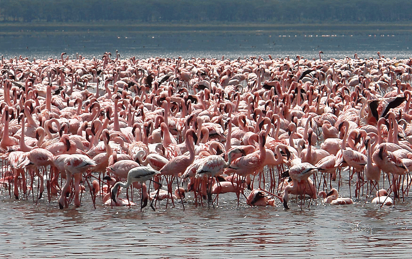 Lake Nakuru Day Trip From Nairobi