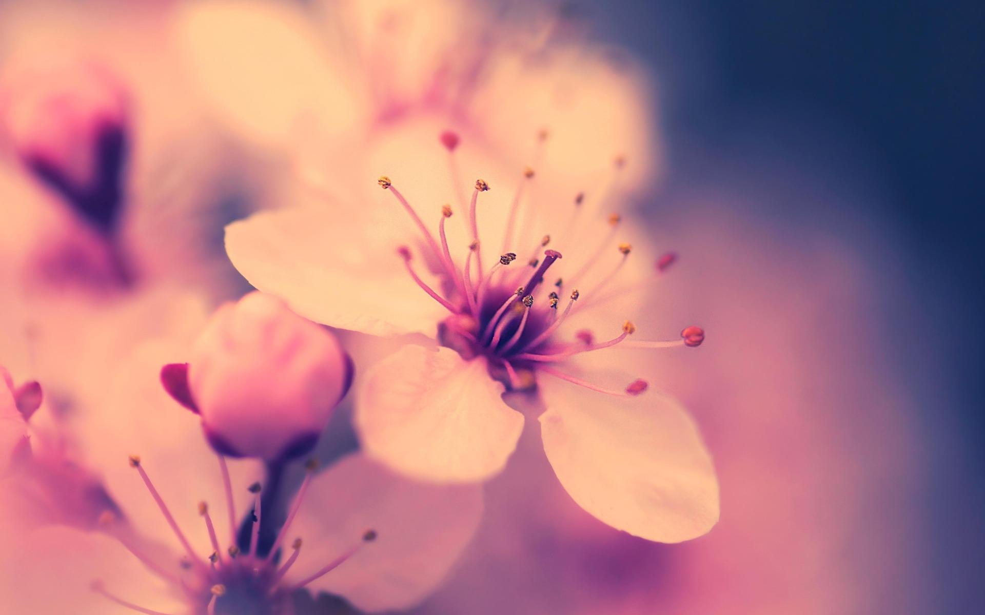 Cherry Blossom Wallpapers HD