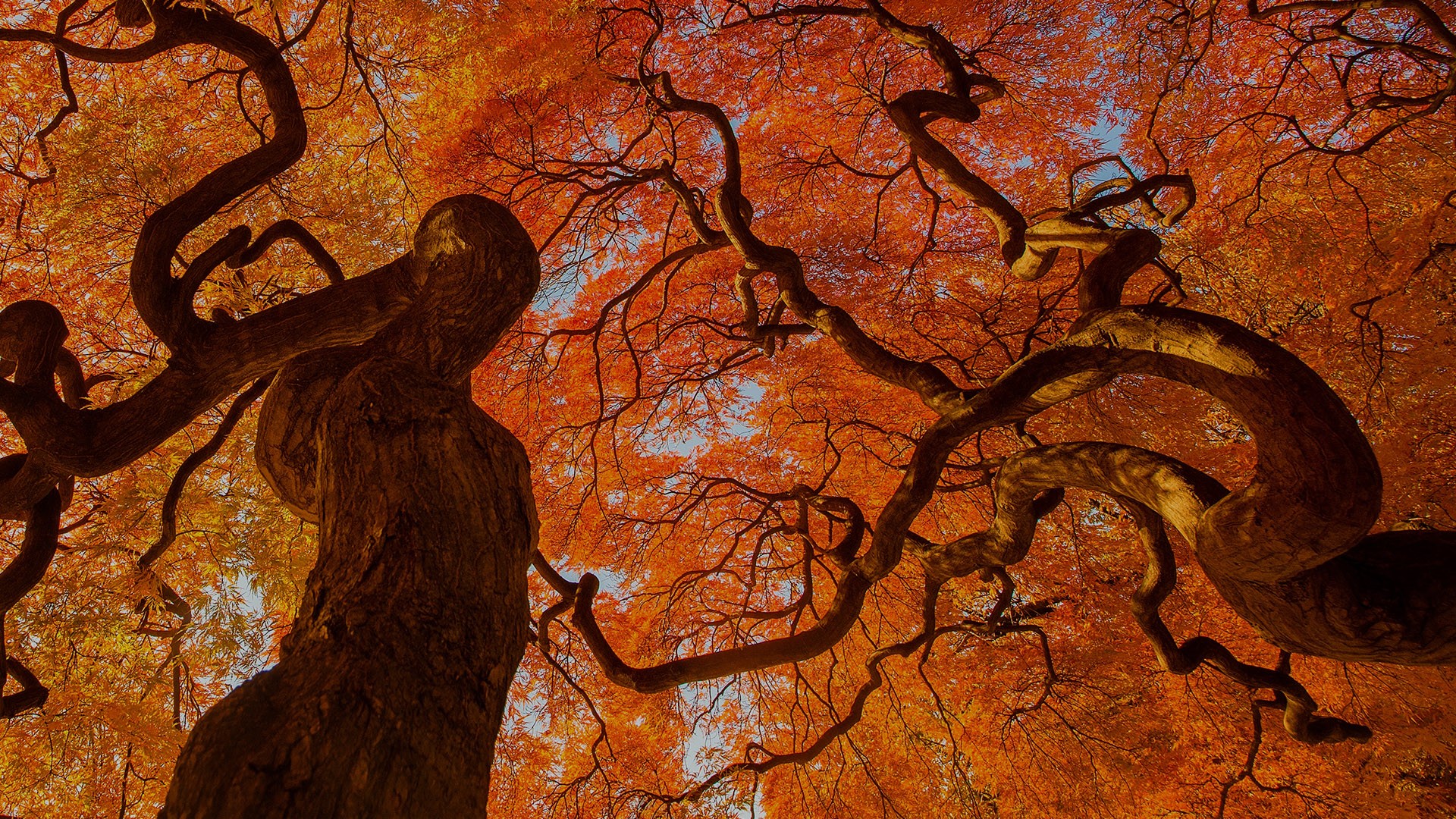 Autumn tree, Shinjuku Gyoen National Park, Tokyo, Japan