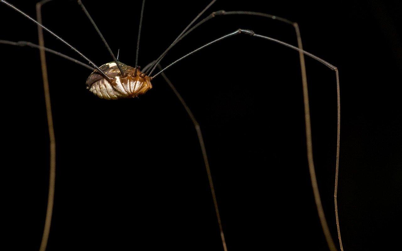 spider, Harvestmen HD Wallpapers / Desktop and Mobile Image