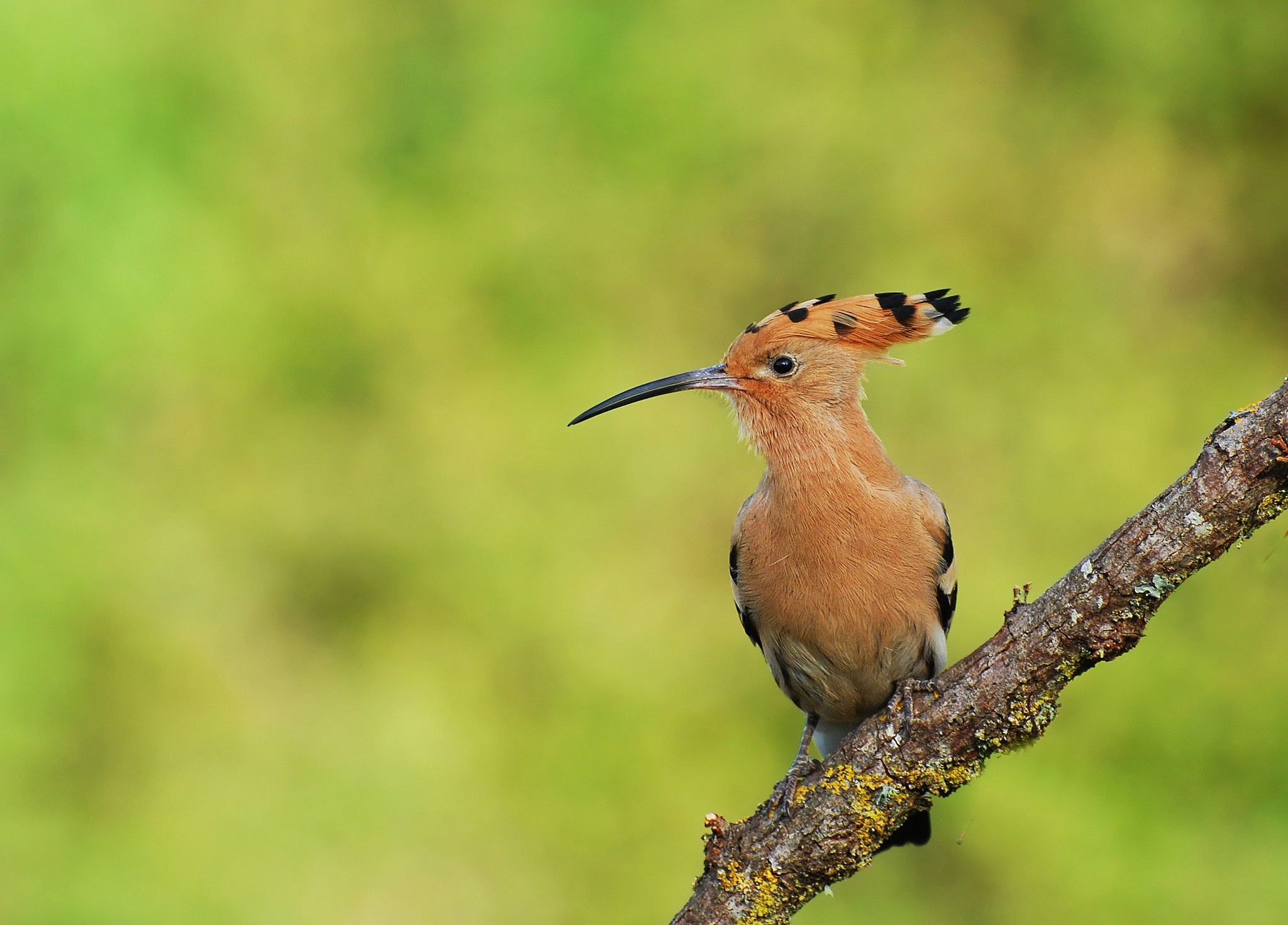 hoopoe birds wallpapers High Quality Wallpapers