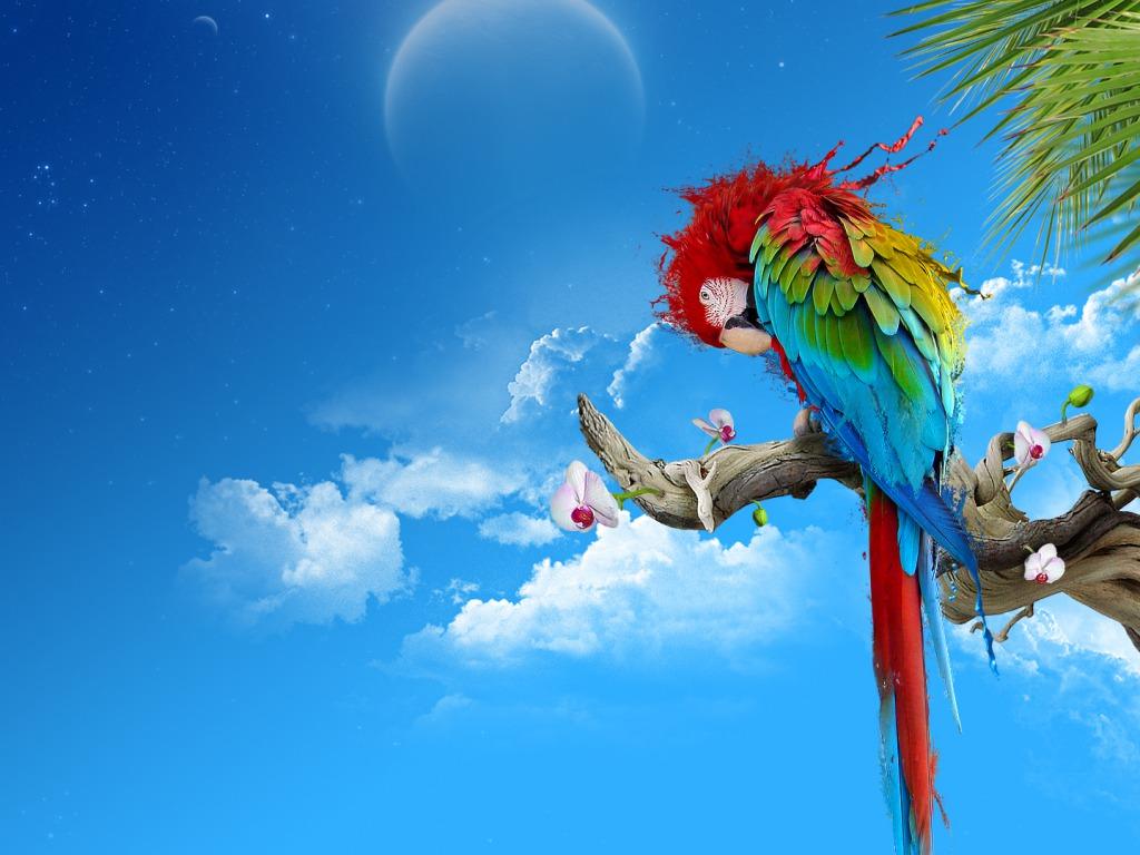 Parrots image Parrot HD wallpapers and backgrounds photos