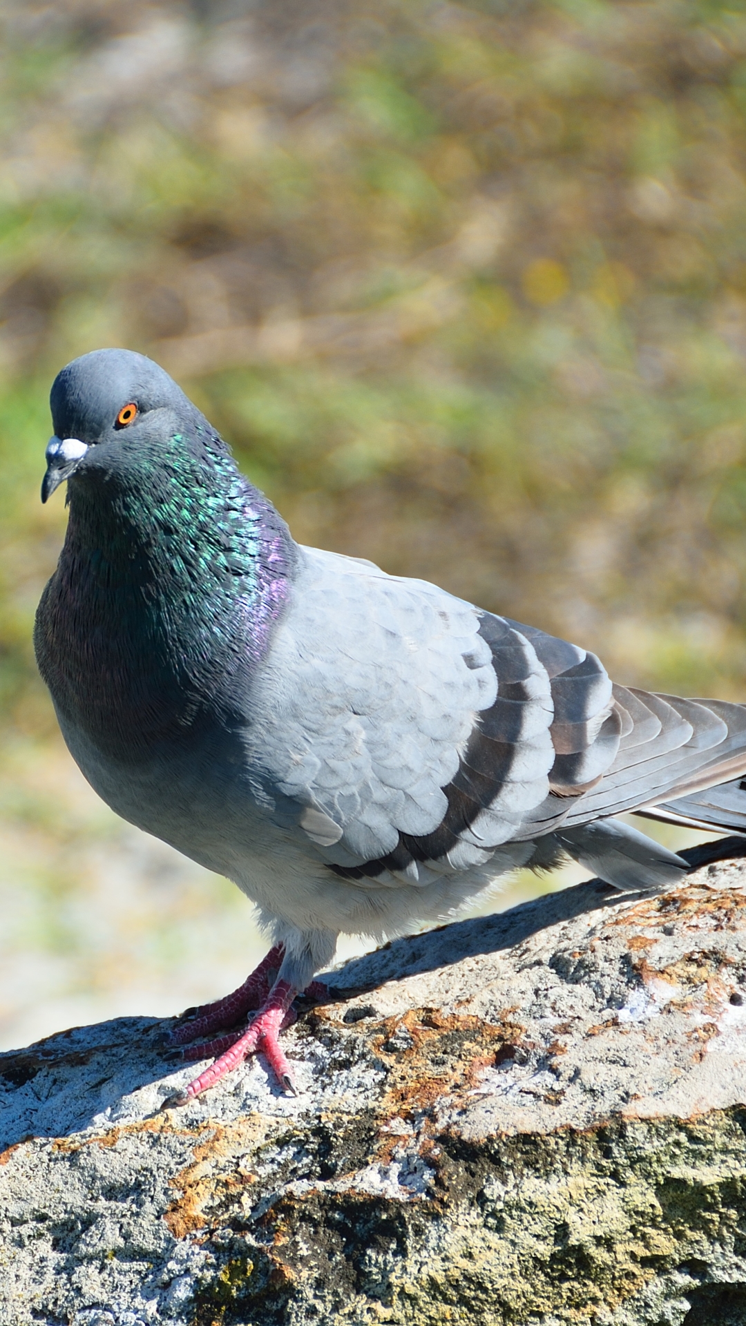 Animal/Pigeon