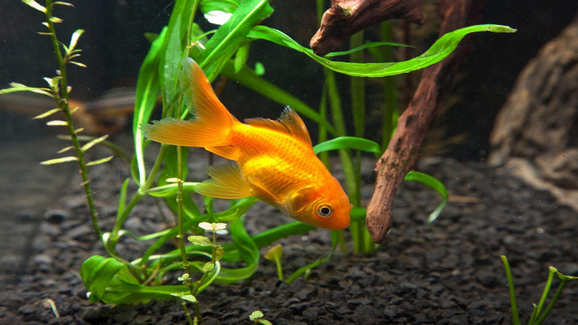 Goldfish Wallpapers