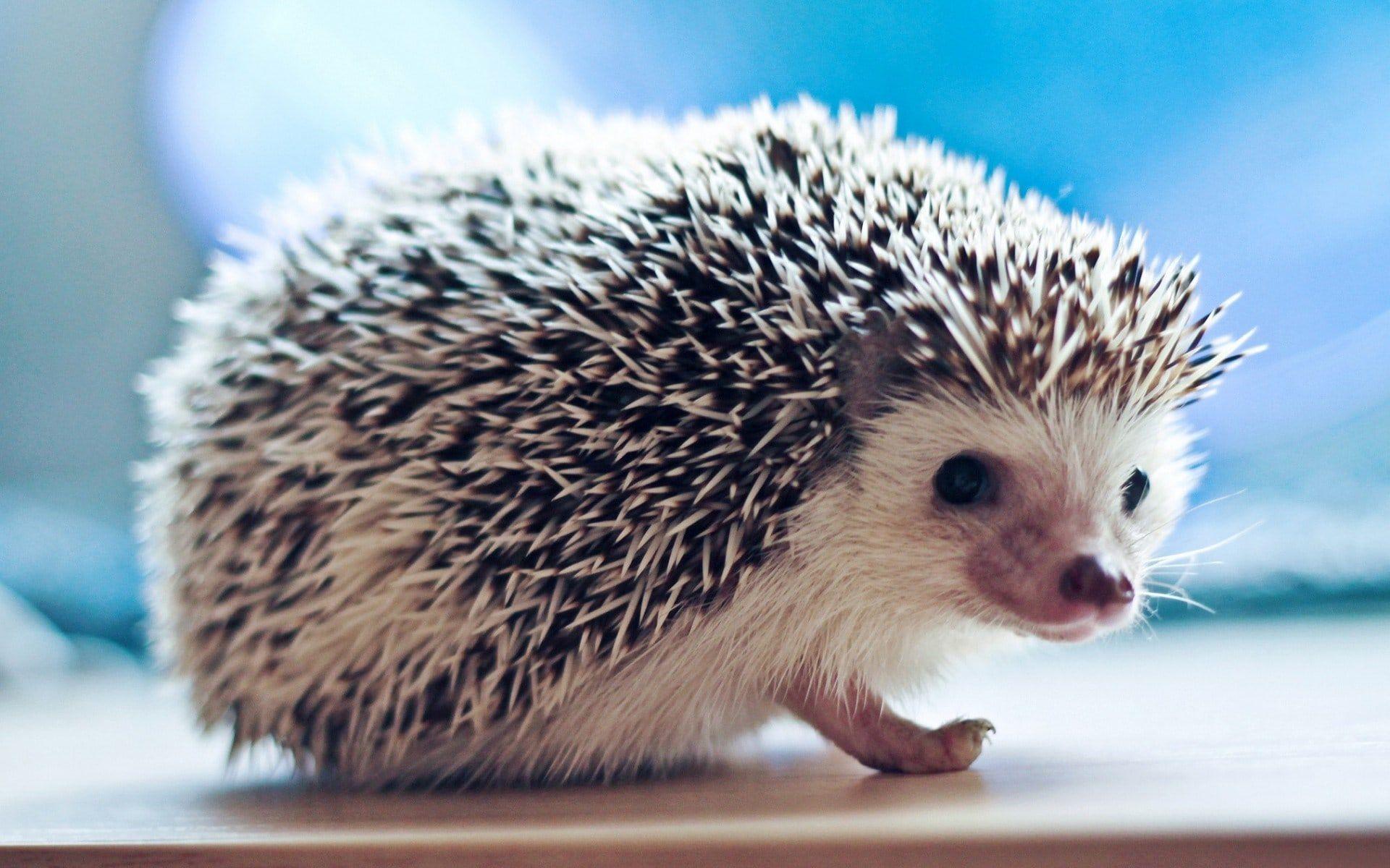 Hedgehog HD Desktop Wallpapers